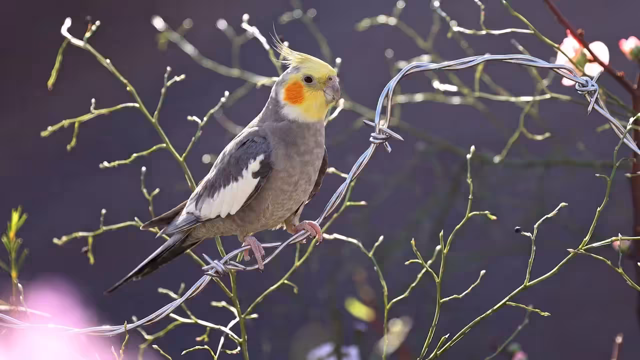 Birds Observations: Clementine, The Last Light