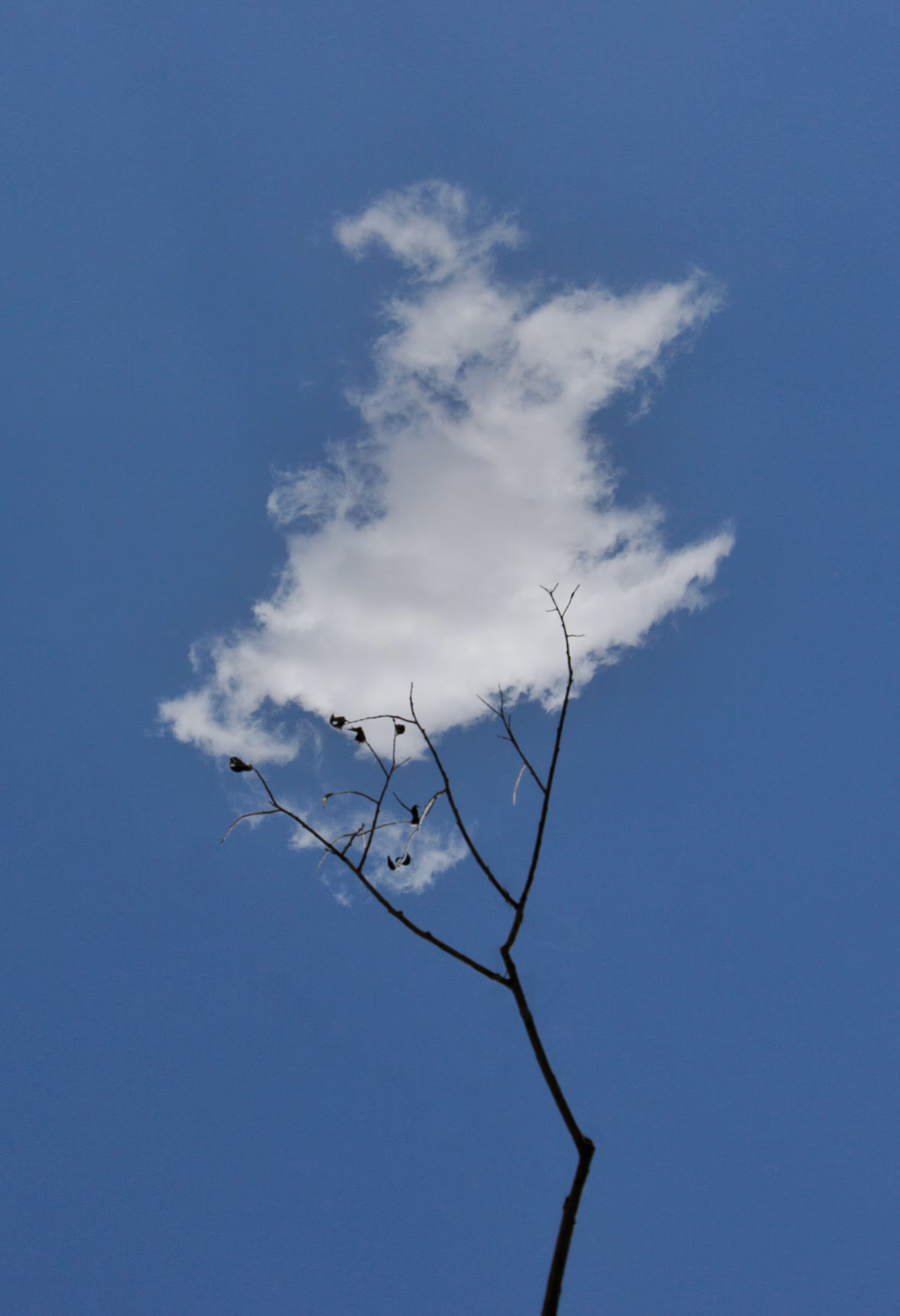 Cloud branch