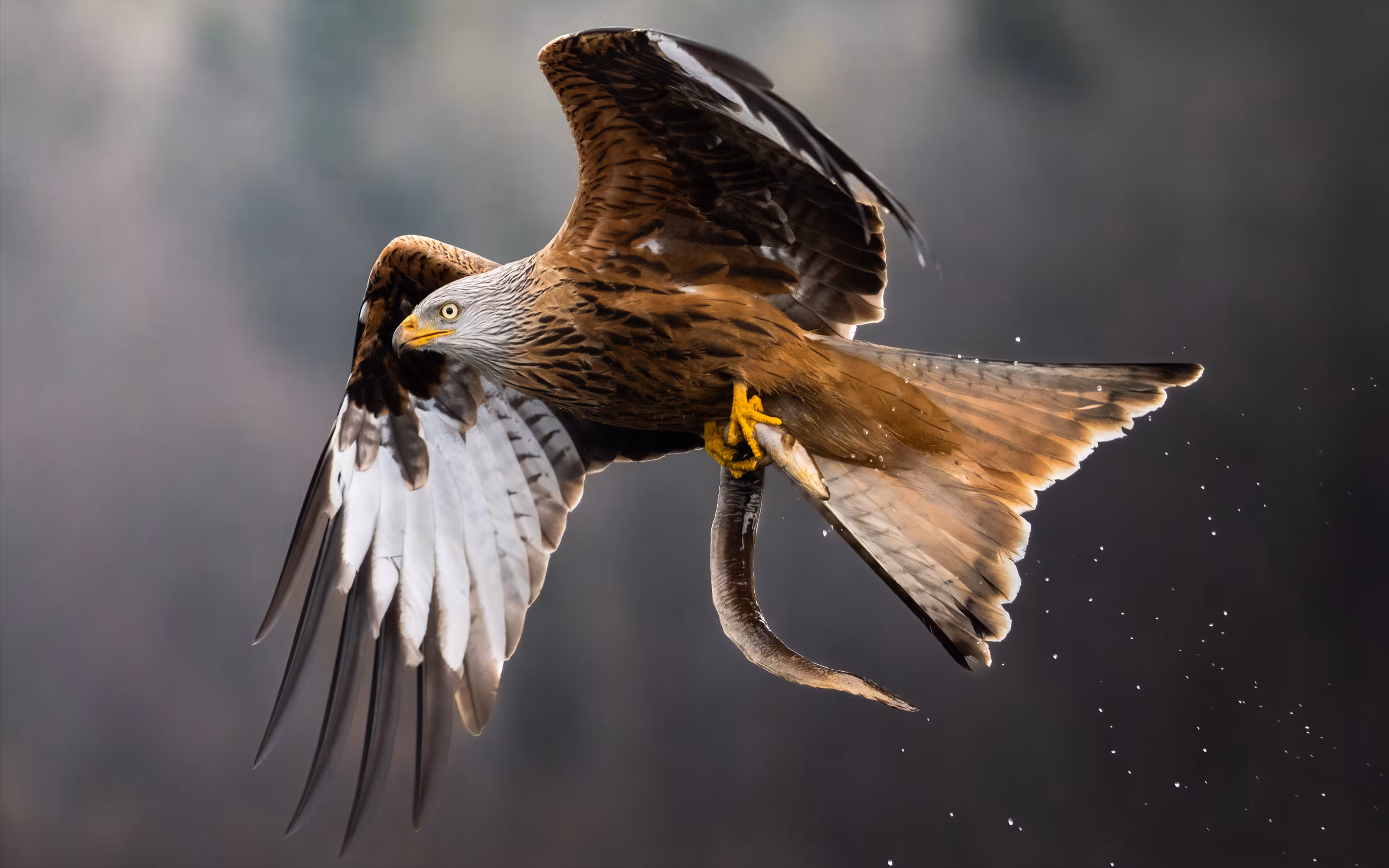 Air strike - red kite