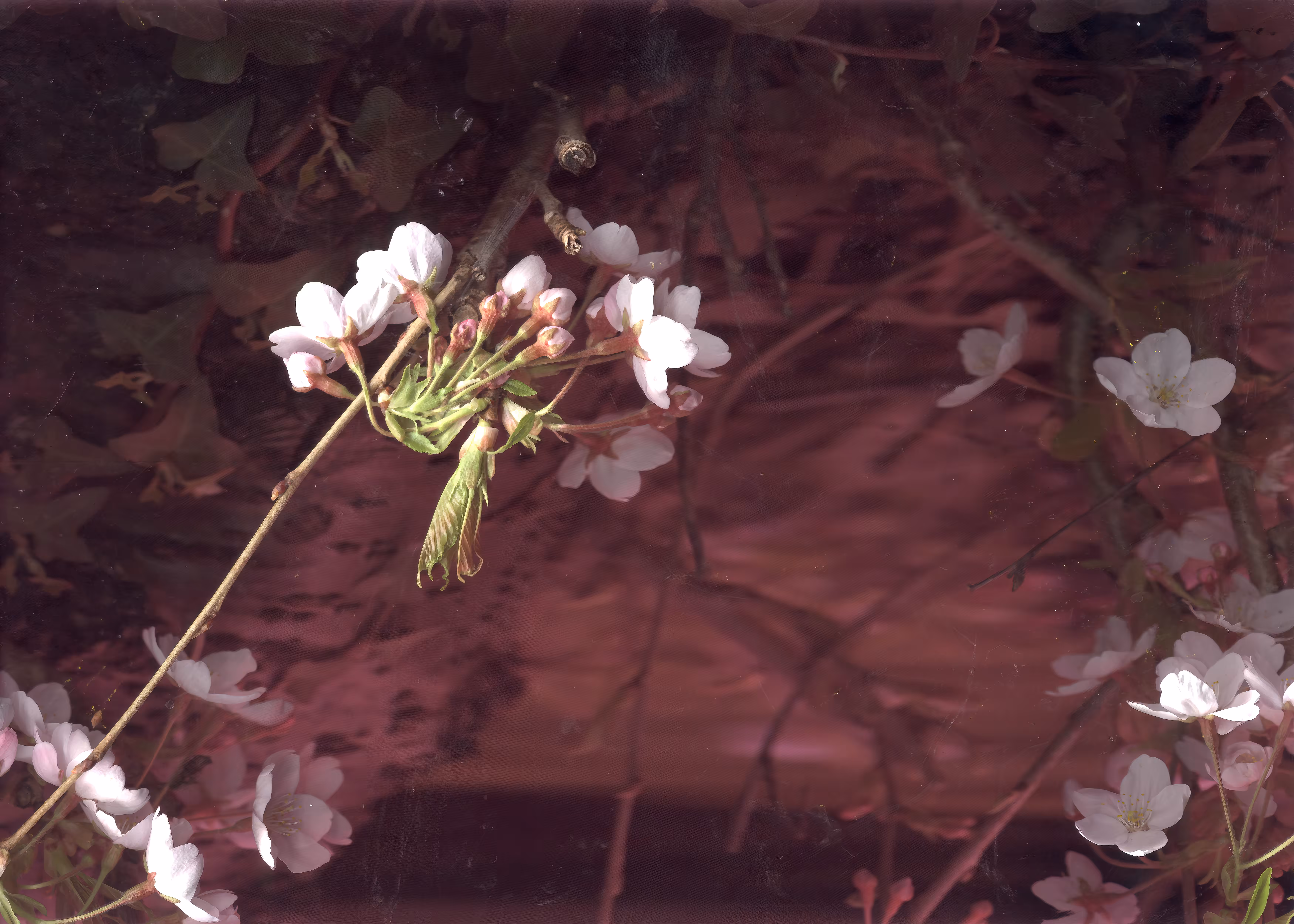 Blossom on the Dodder