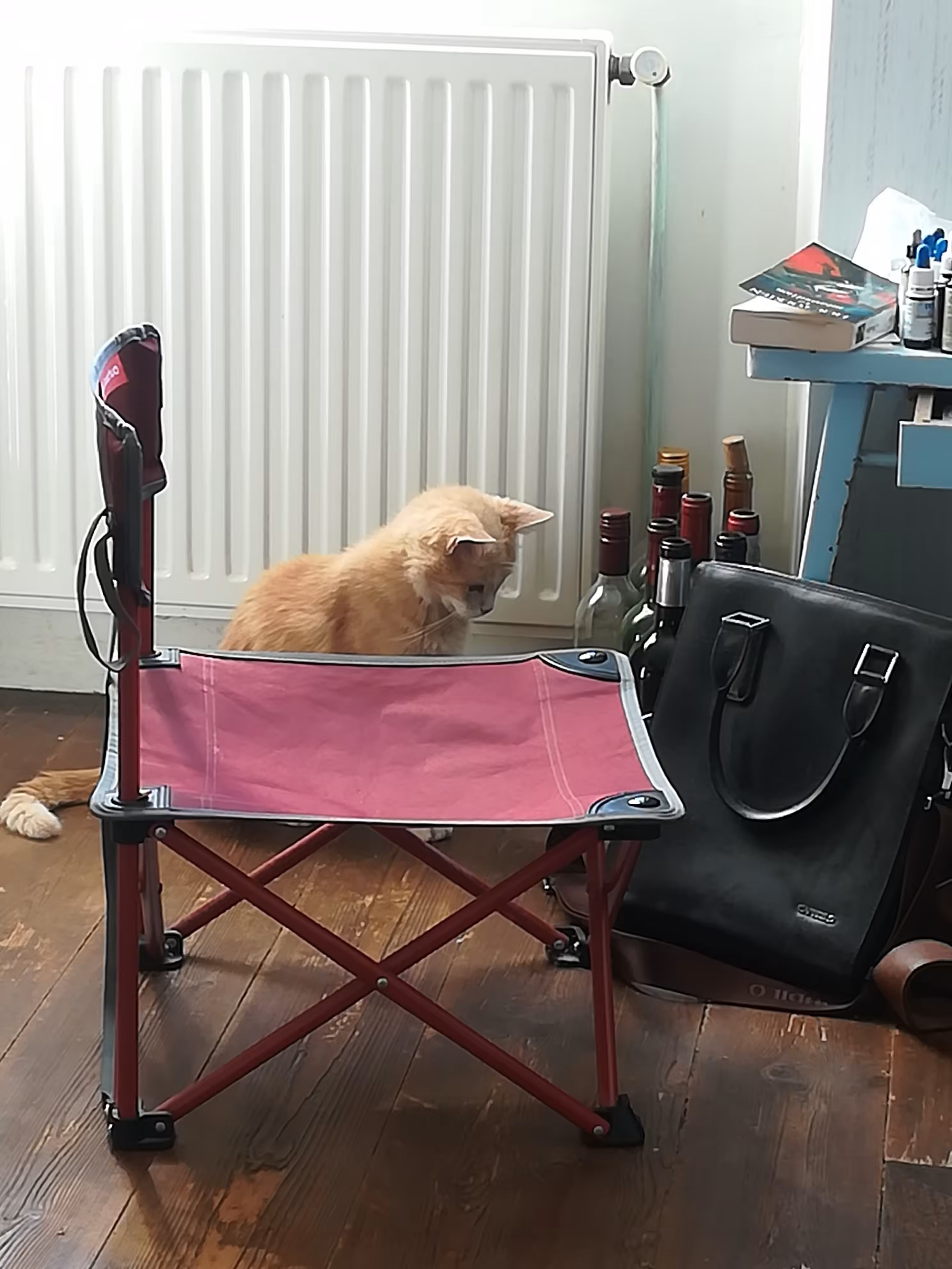 La Chatte à Daud