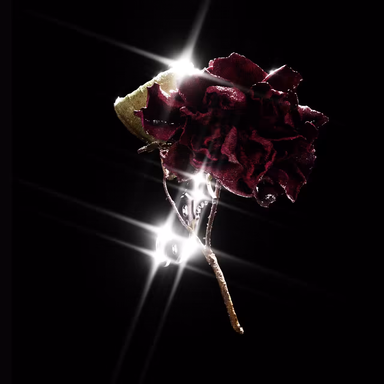 Wilted rose #1/50