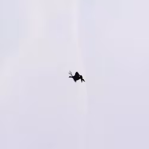 Flock #1