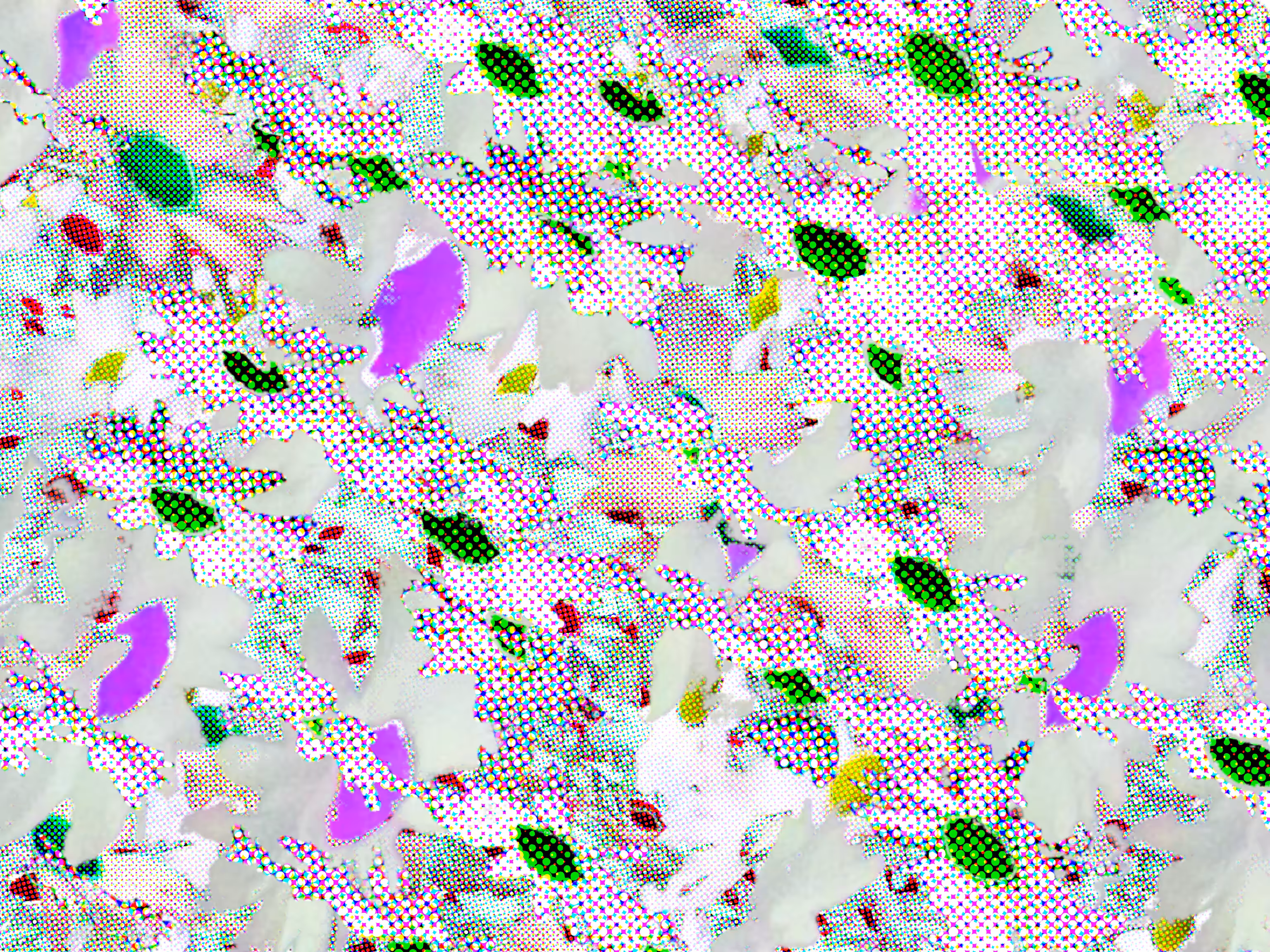 daisies