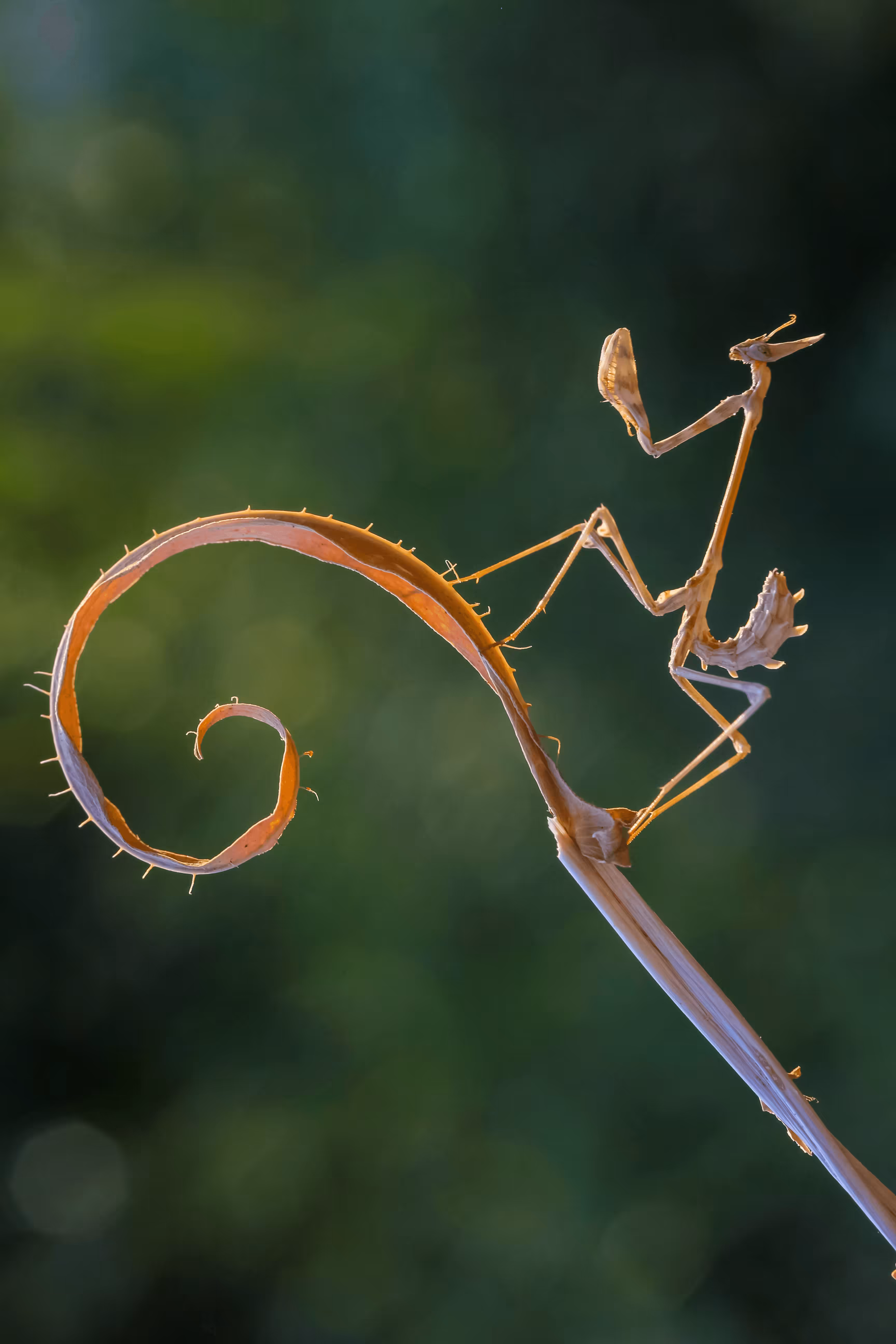 conehead mantis