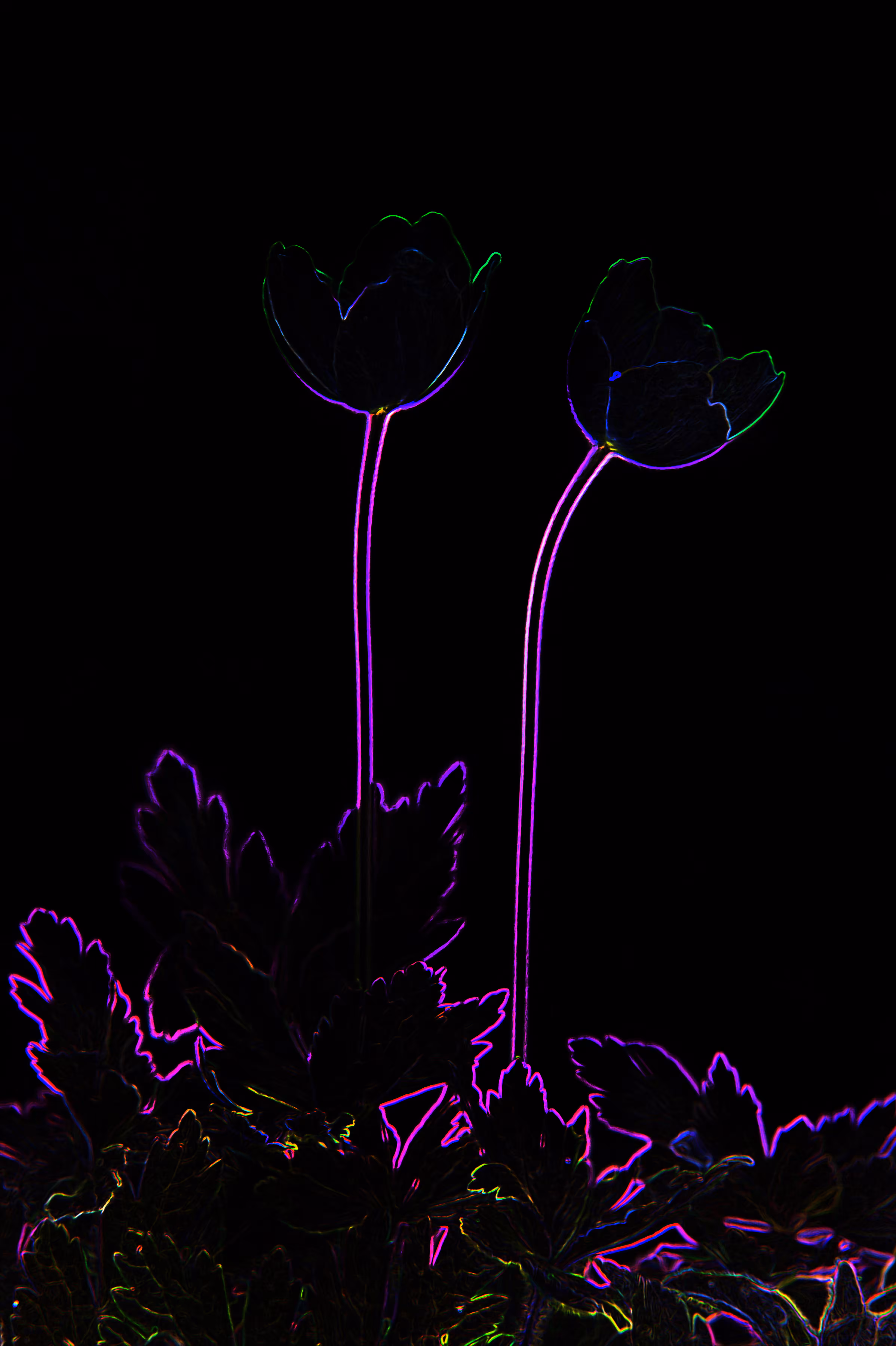 Flowerlovecomes