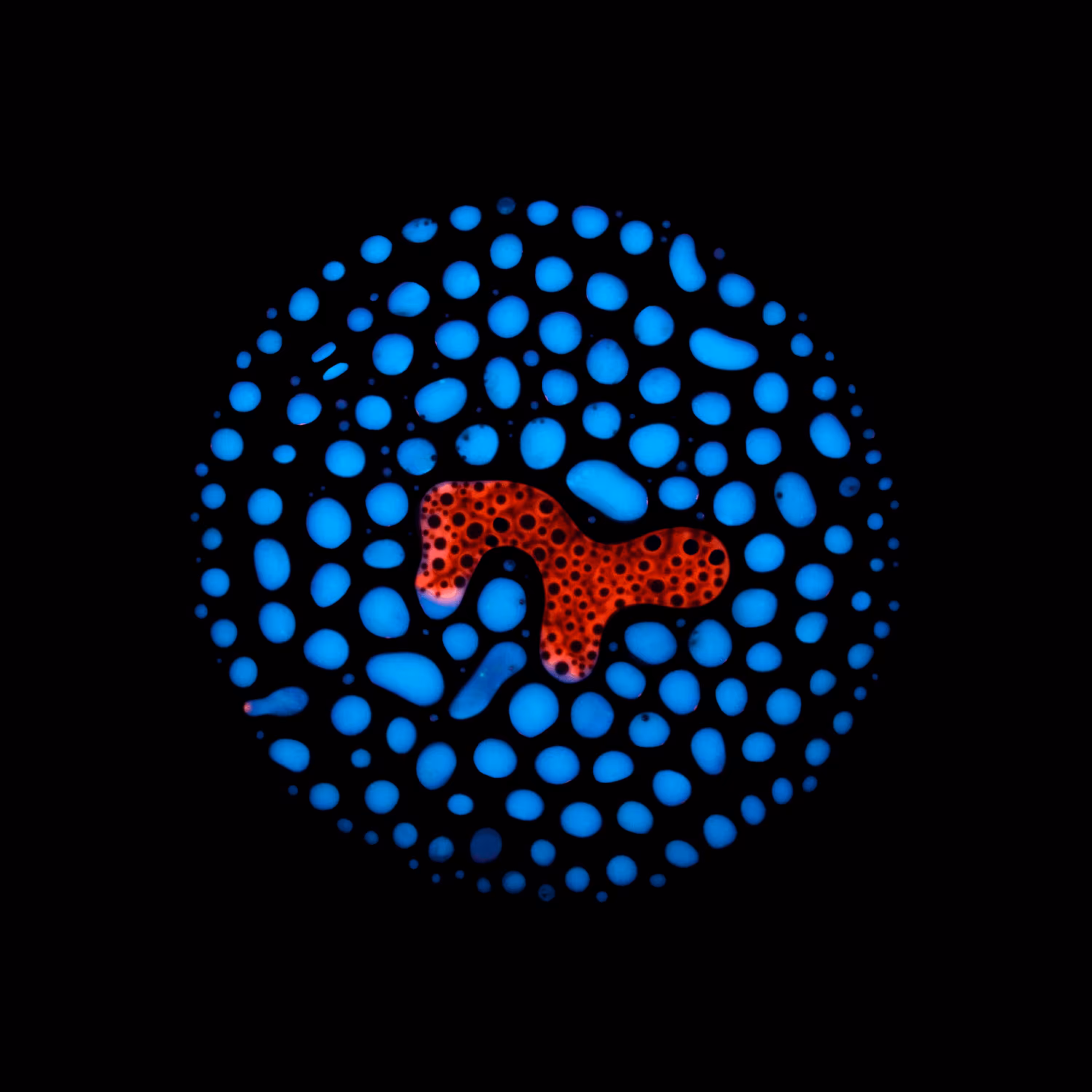 Haematopoiesis #49