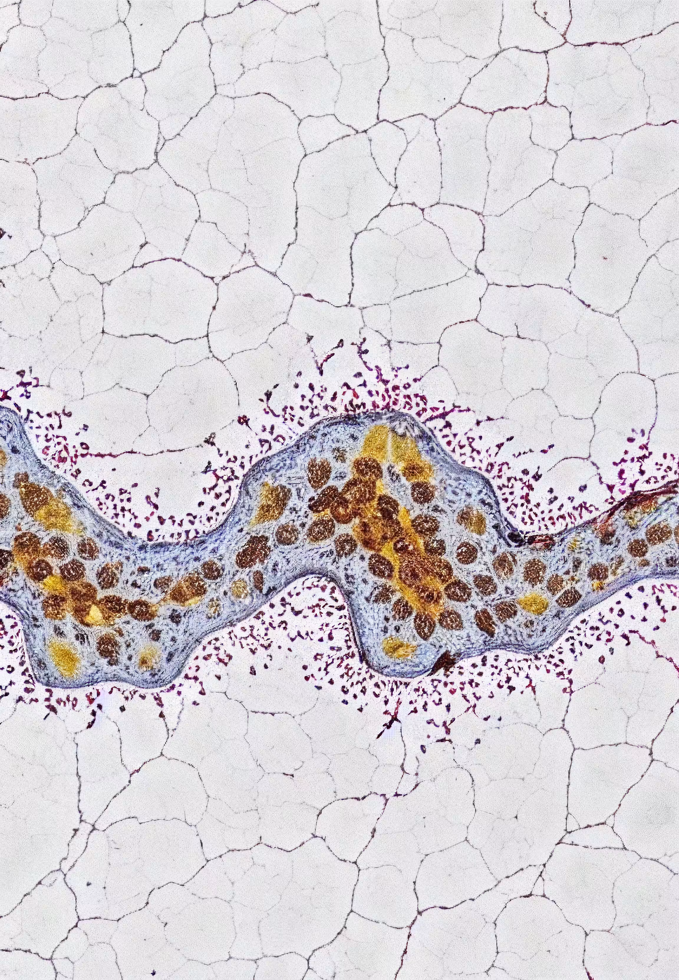 Histologia In Silico #279