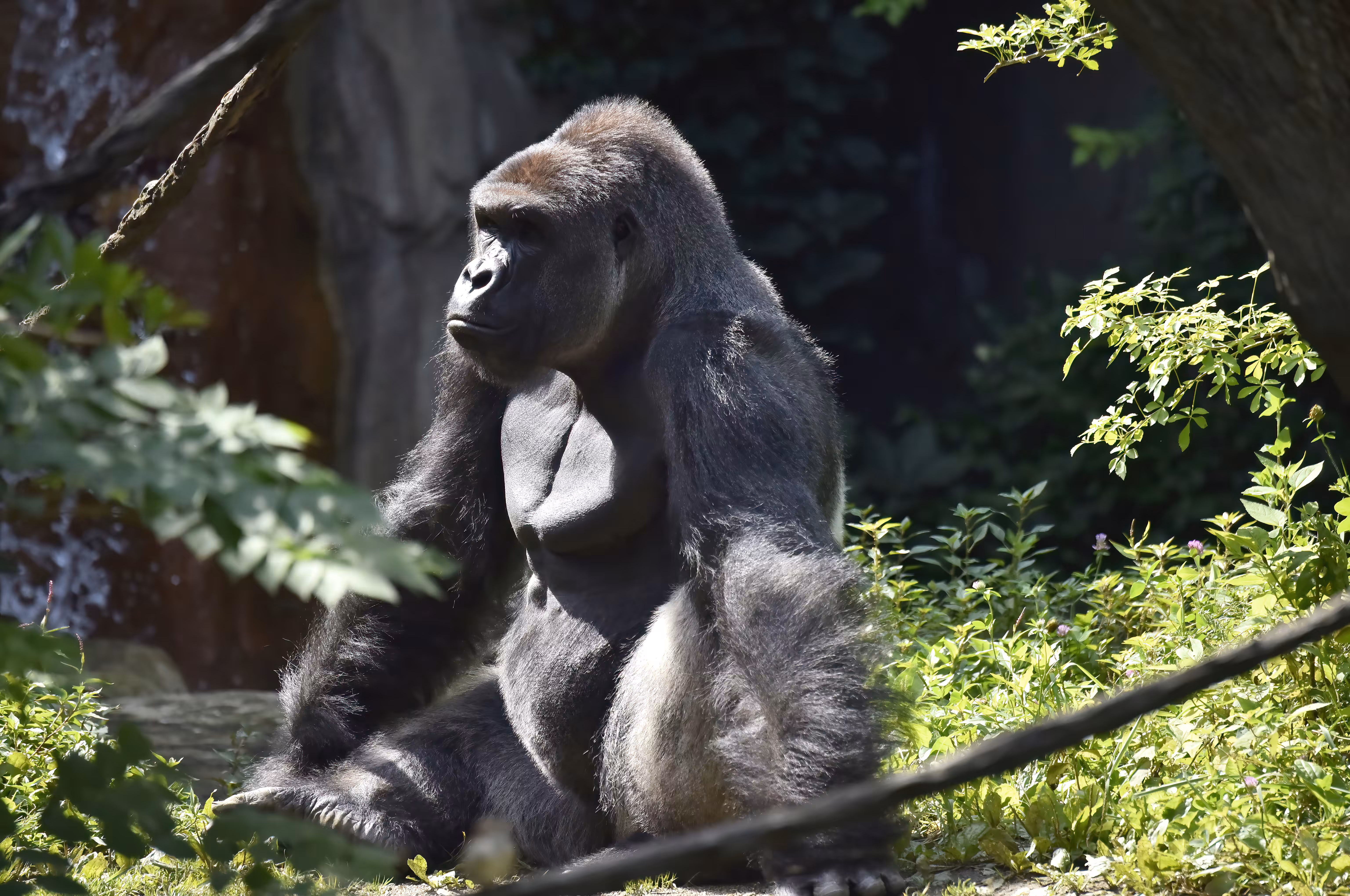 HARAMBE: LEGENDS #534