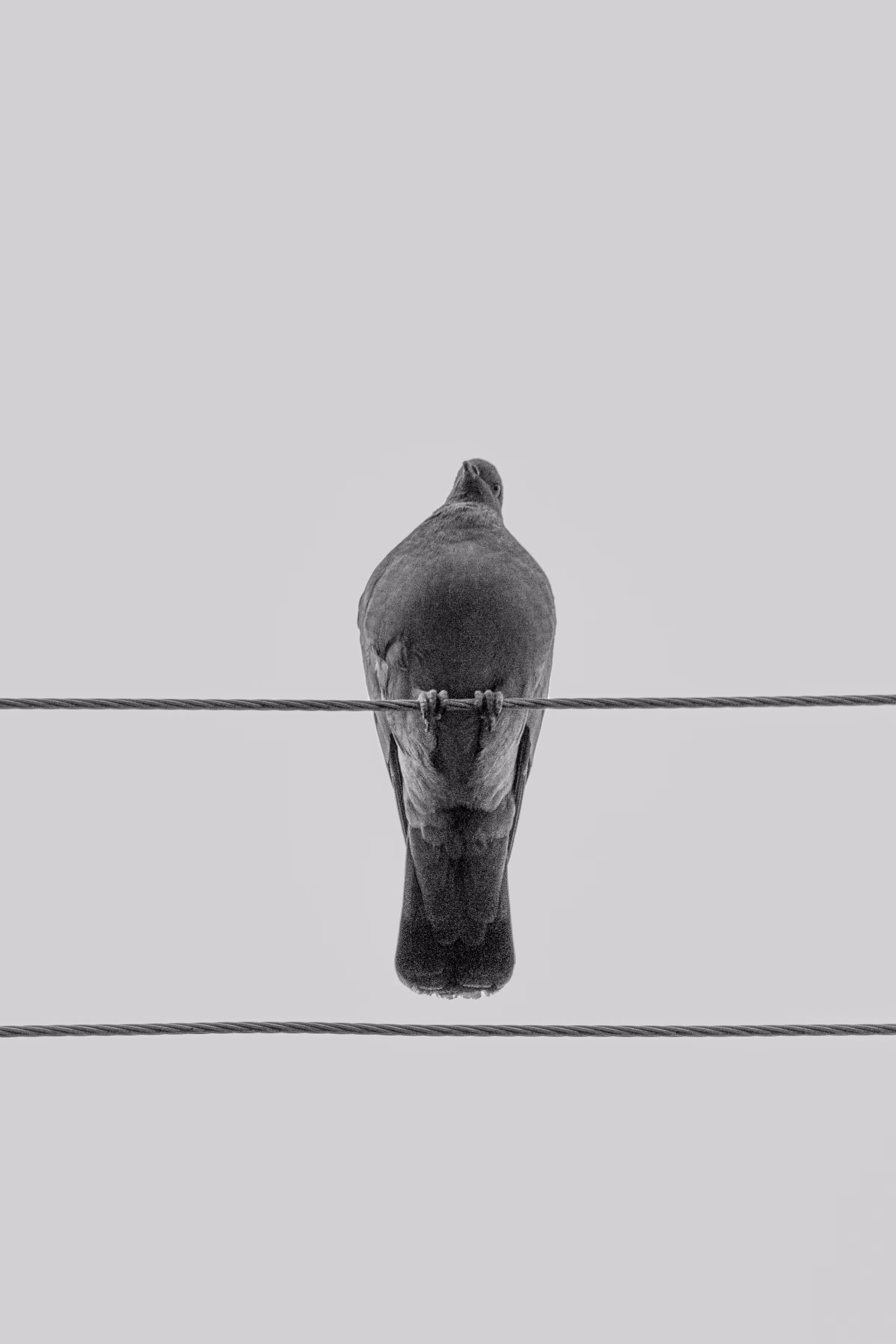 Observation: Suspended Silence