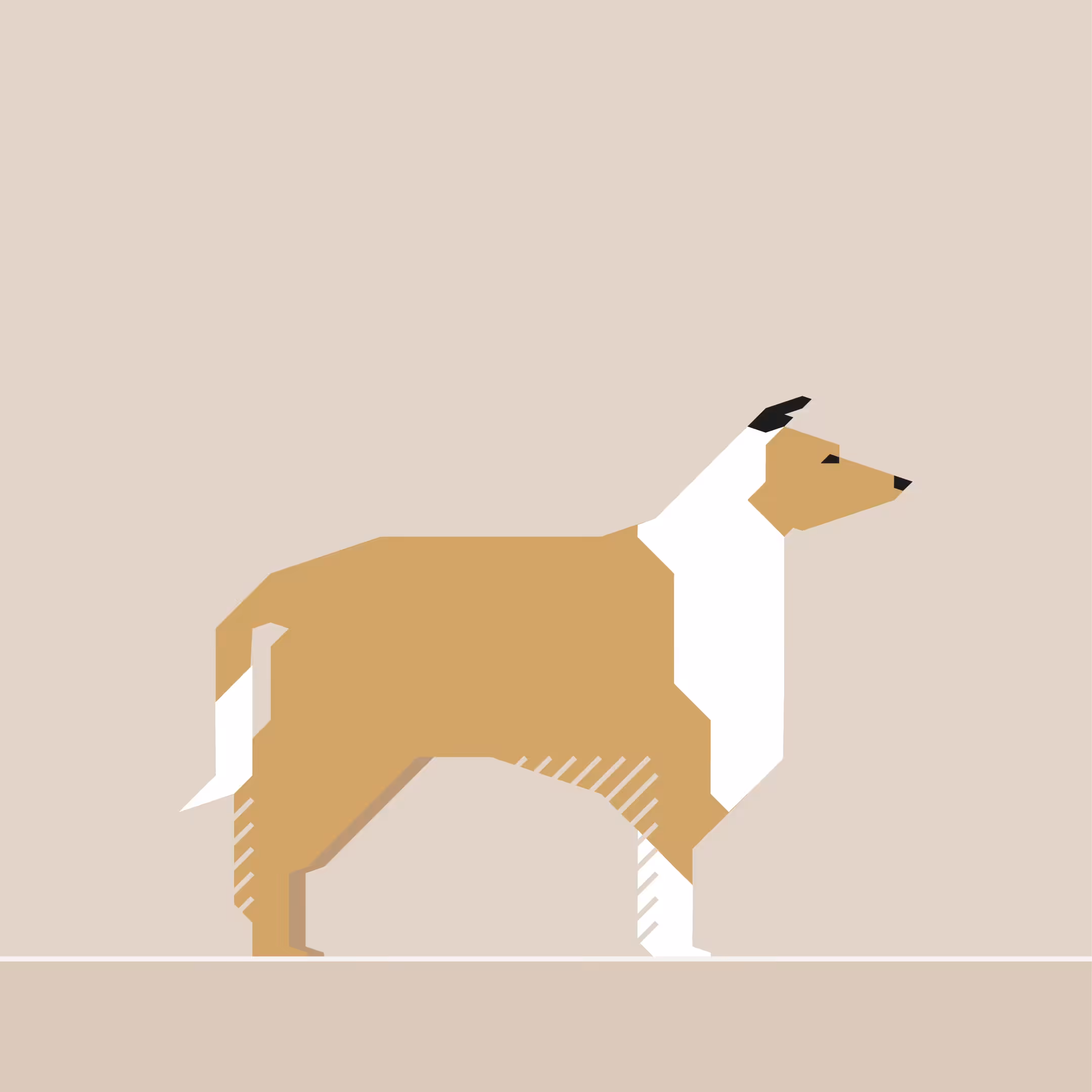 Rough Collie