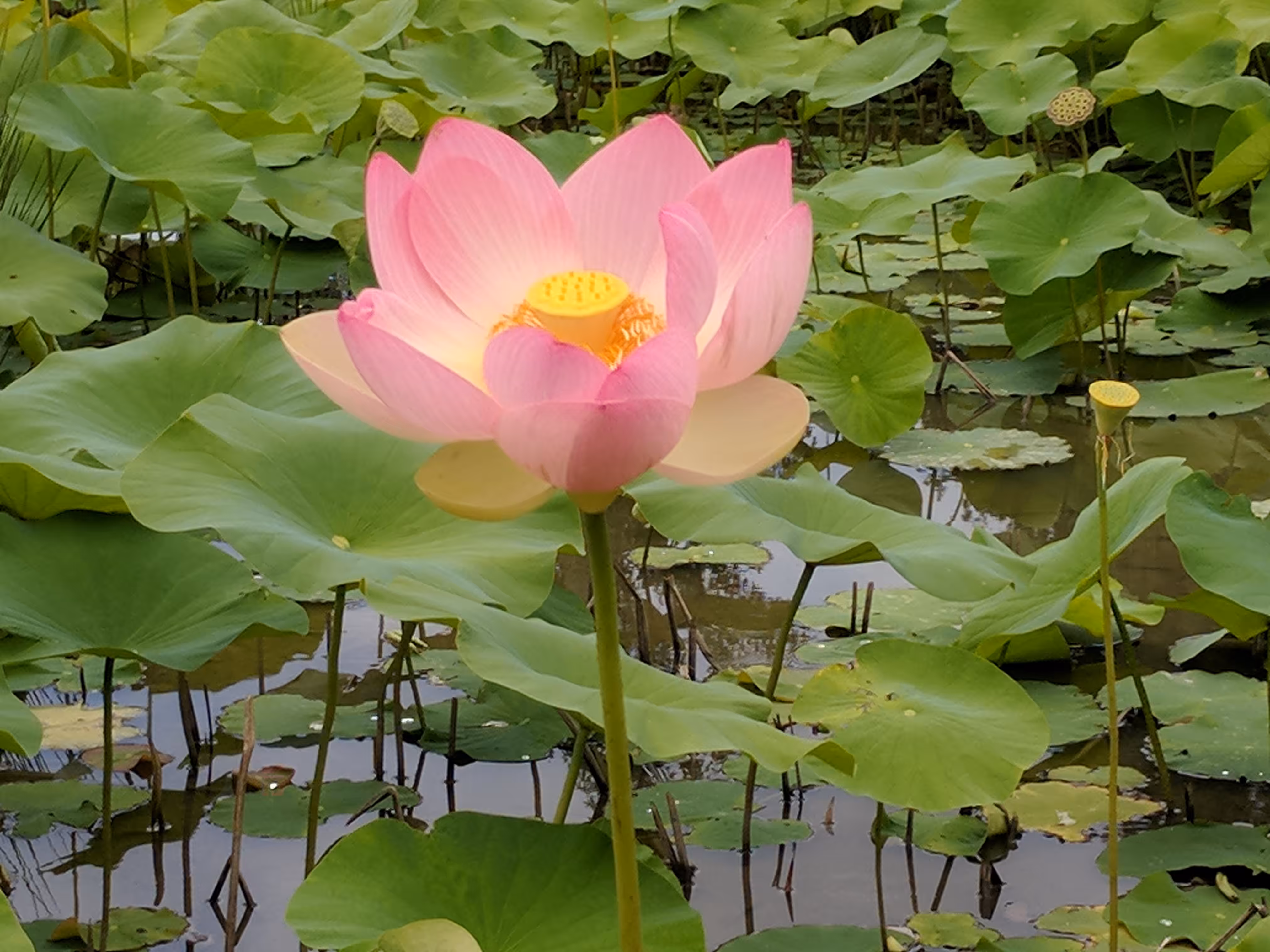 No Mud, No Lotus