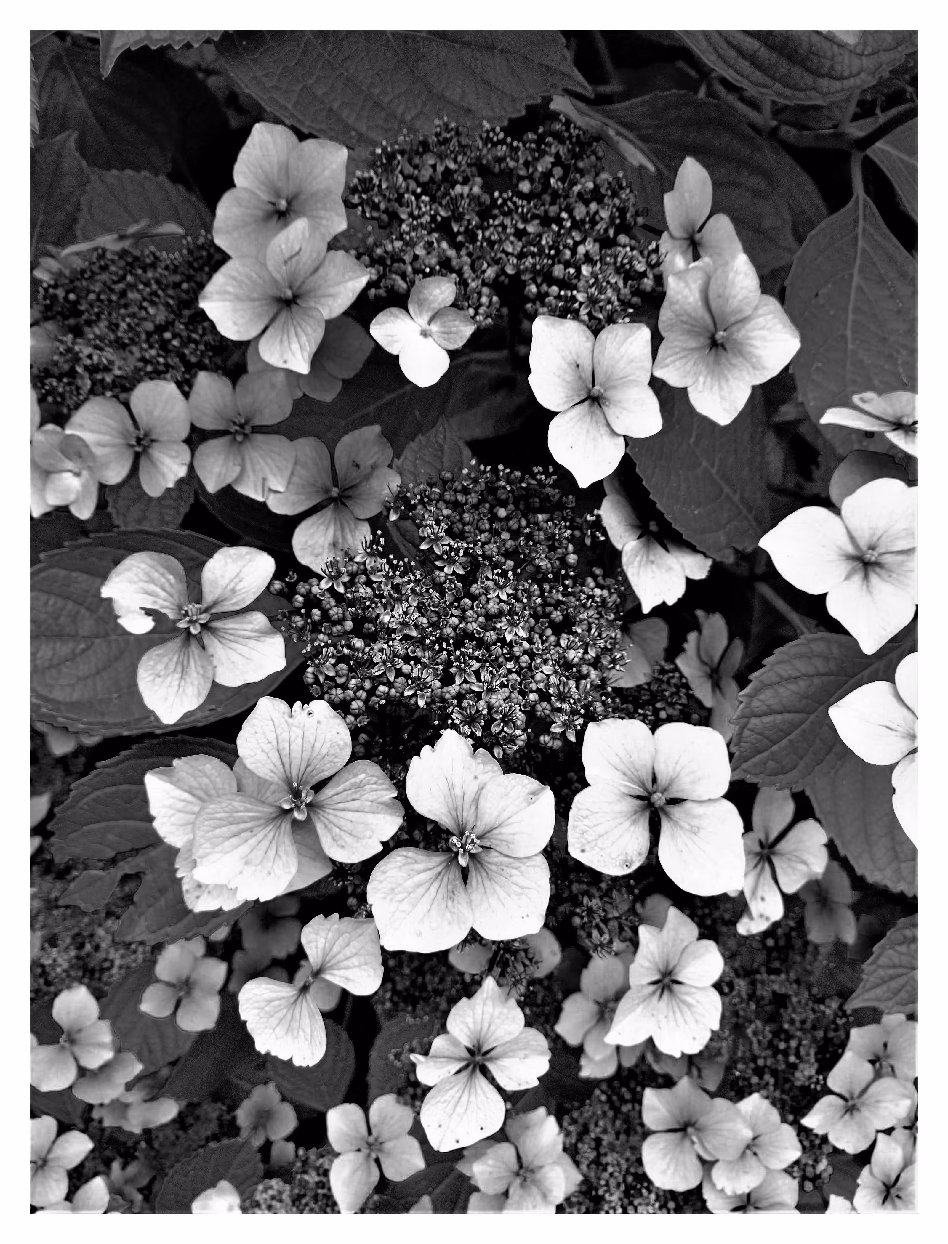 FLORA 8 