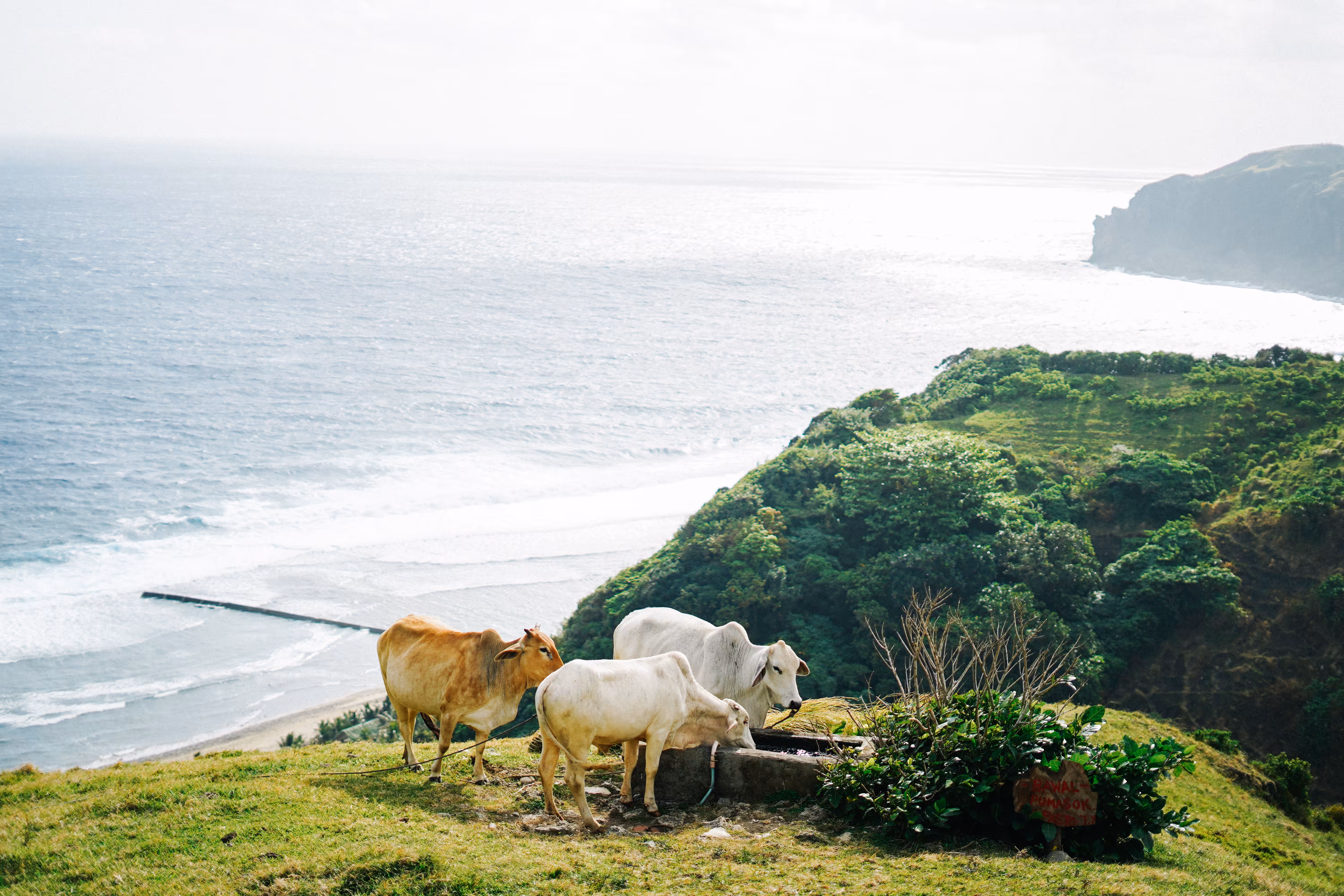 Herd of Cattle