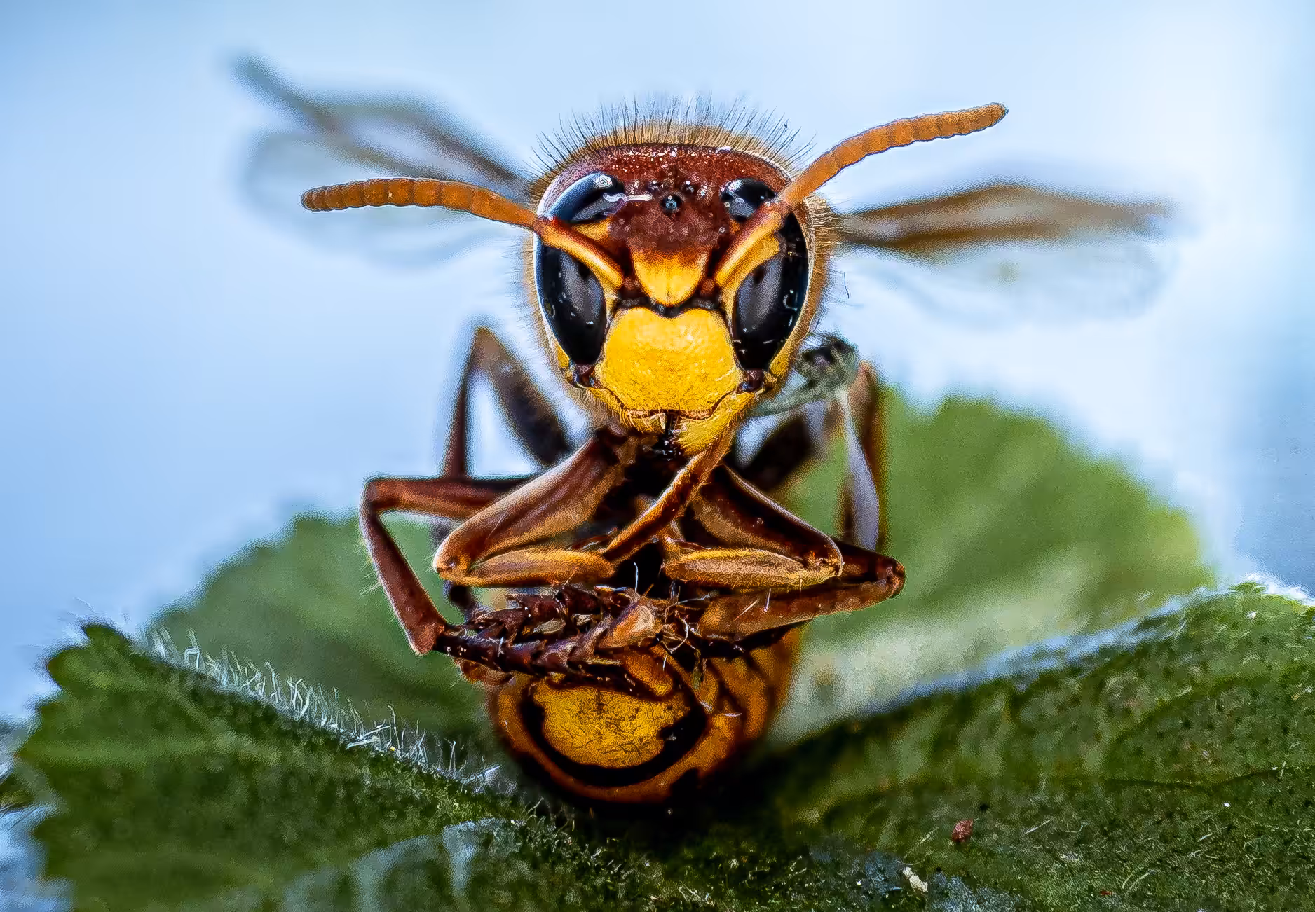 Wasp (sitting Wasp) #01
