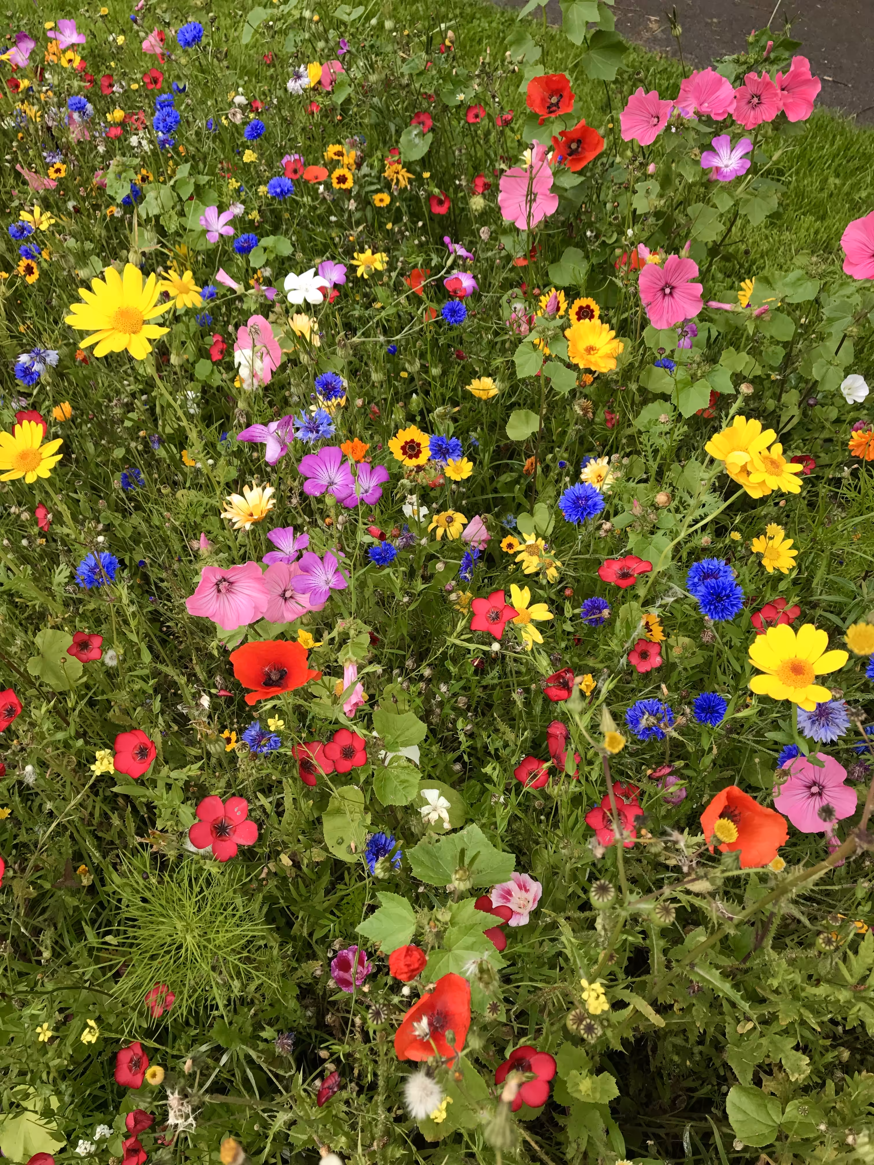Nature's Palette