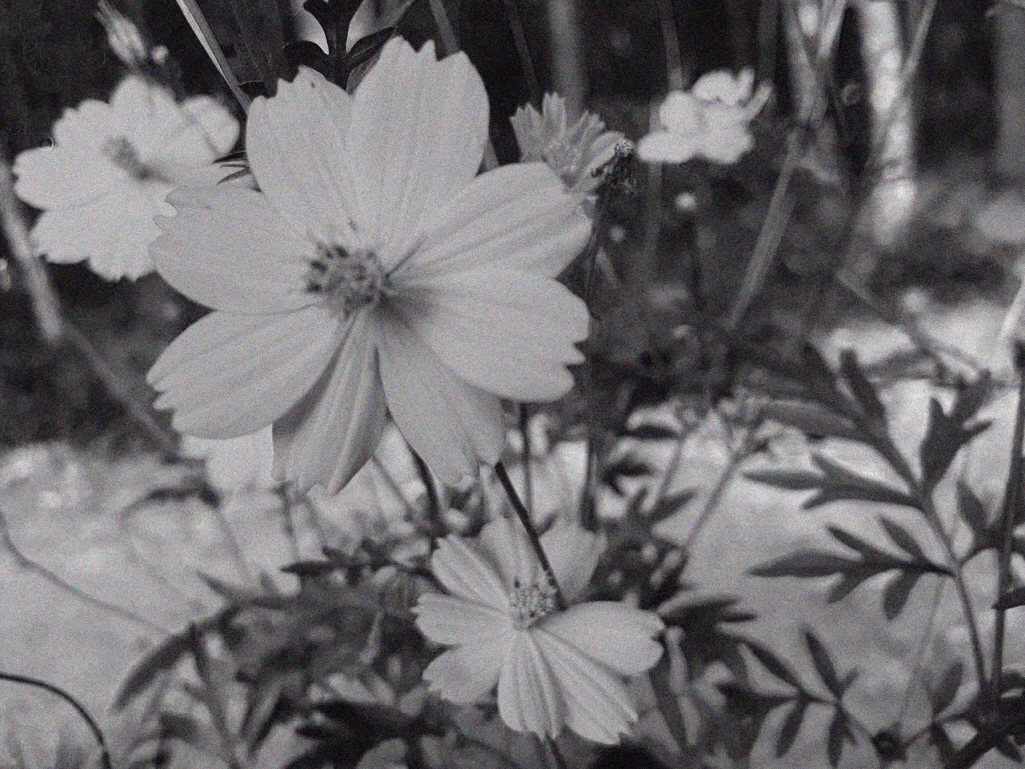 Visual diary: Nostalgia 