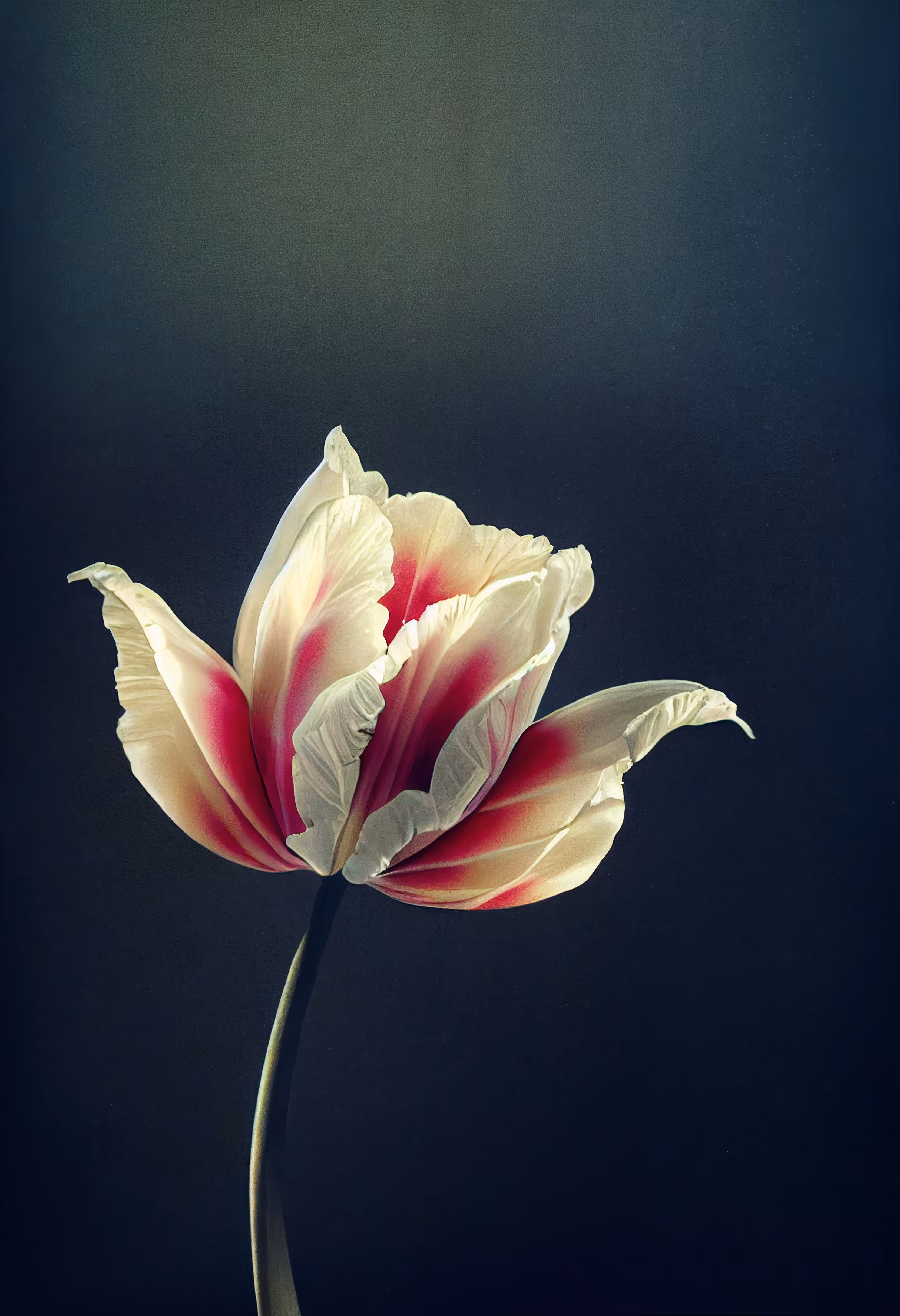 A Flower, Just For You. #103