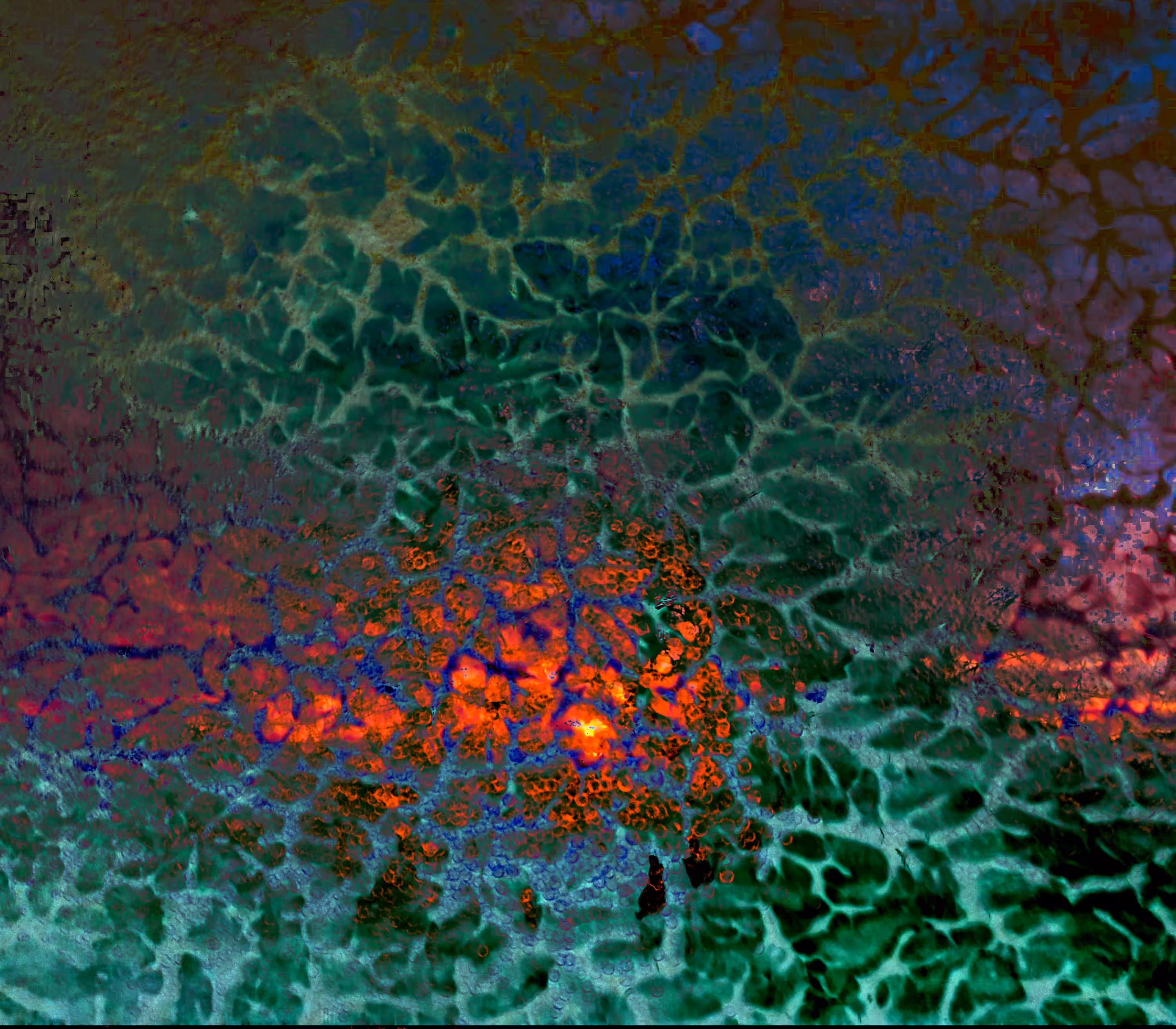 Dendrite Sunset