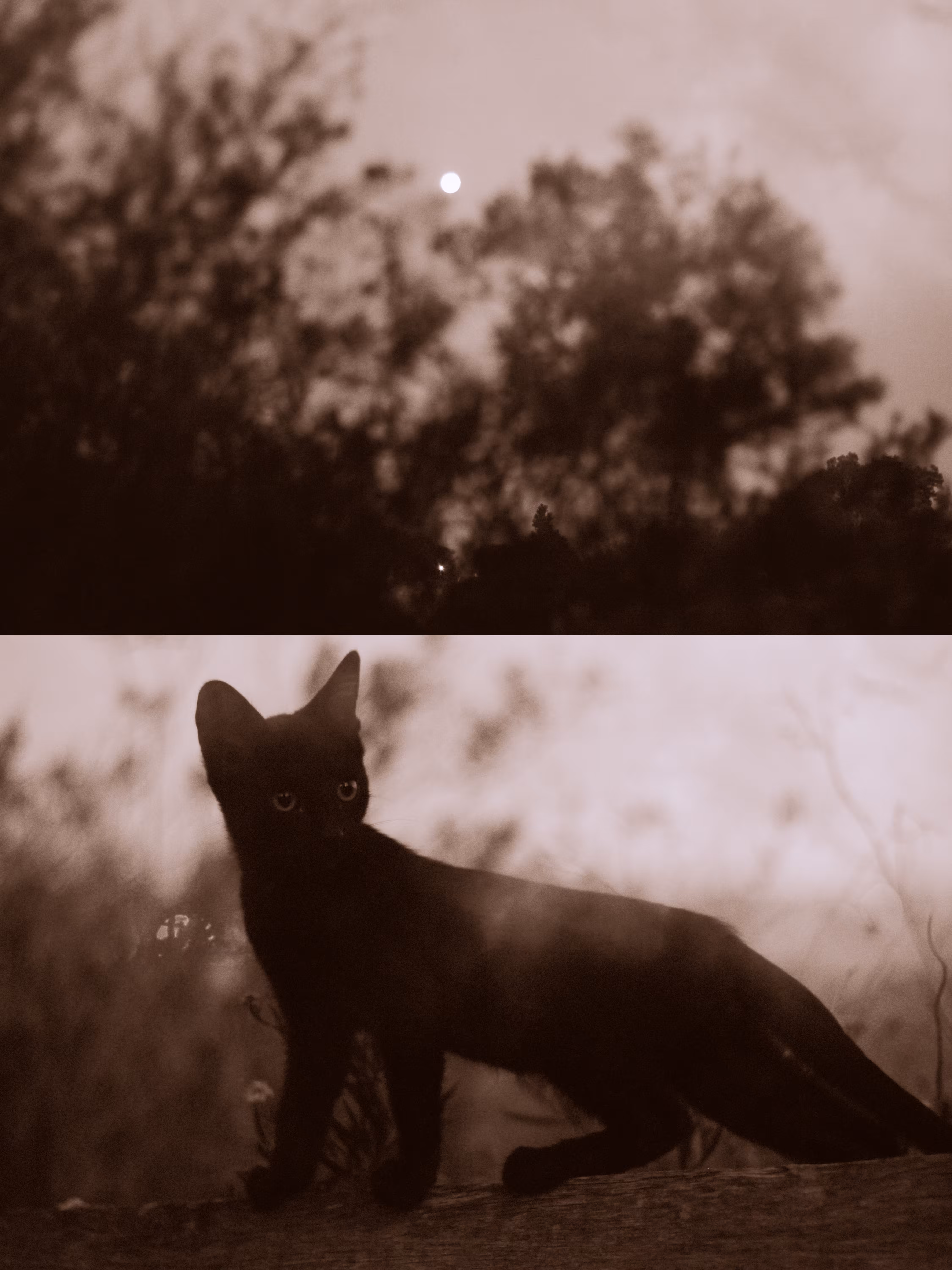 Full moon