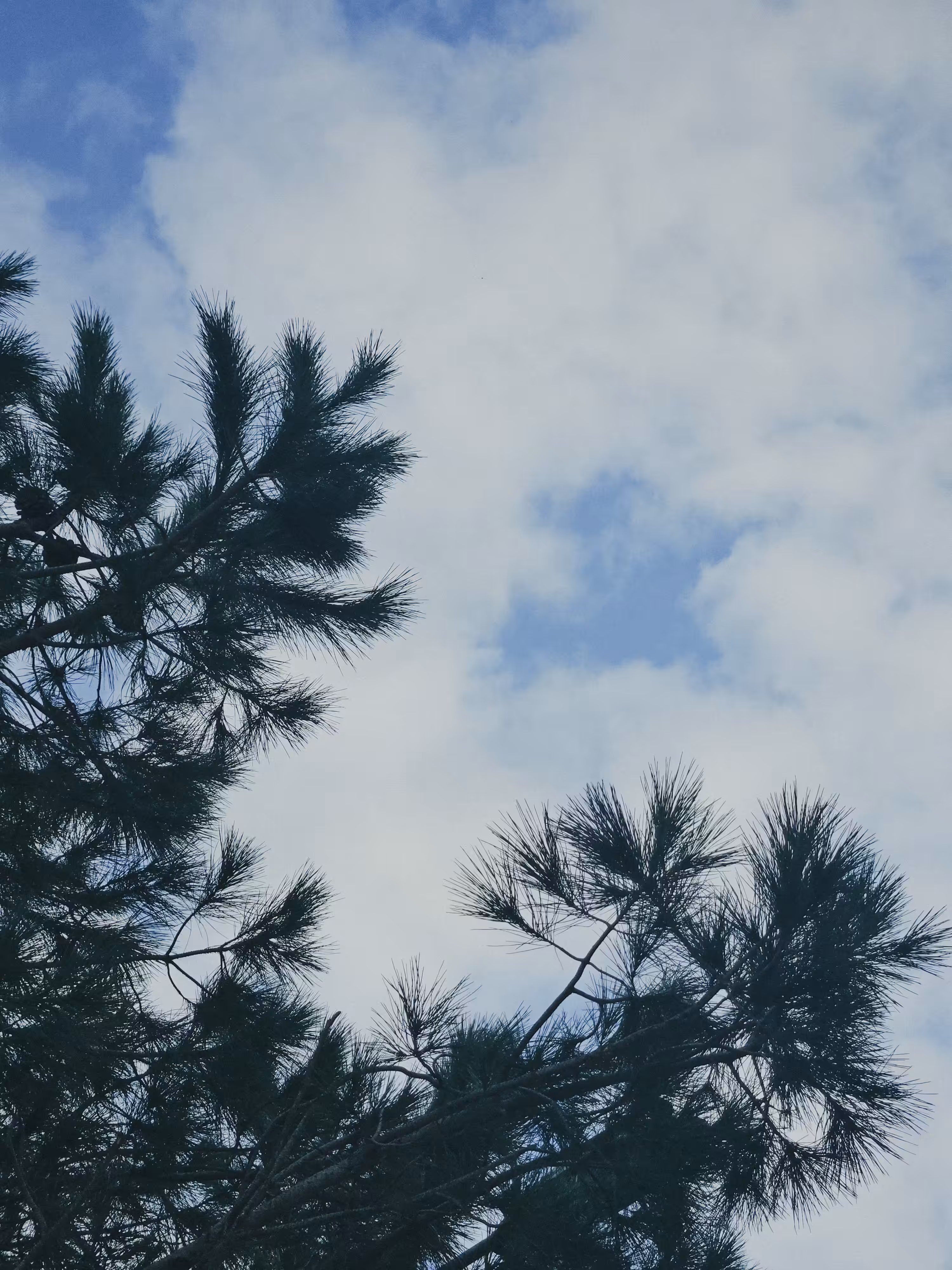 Pine Tree