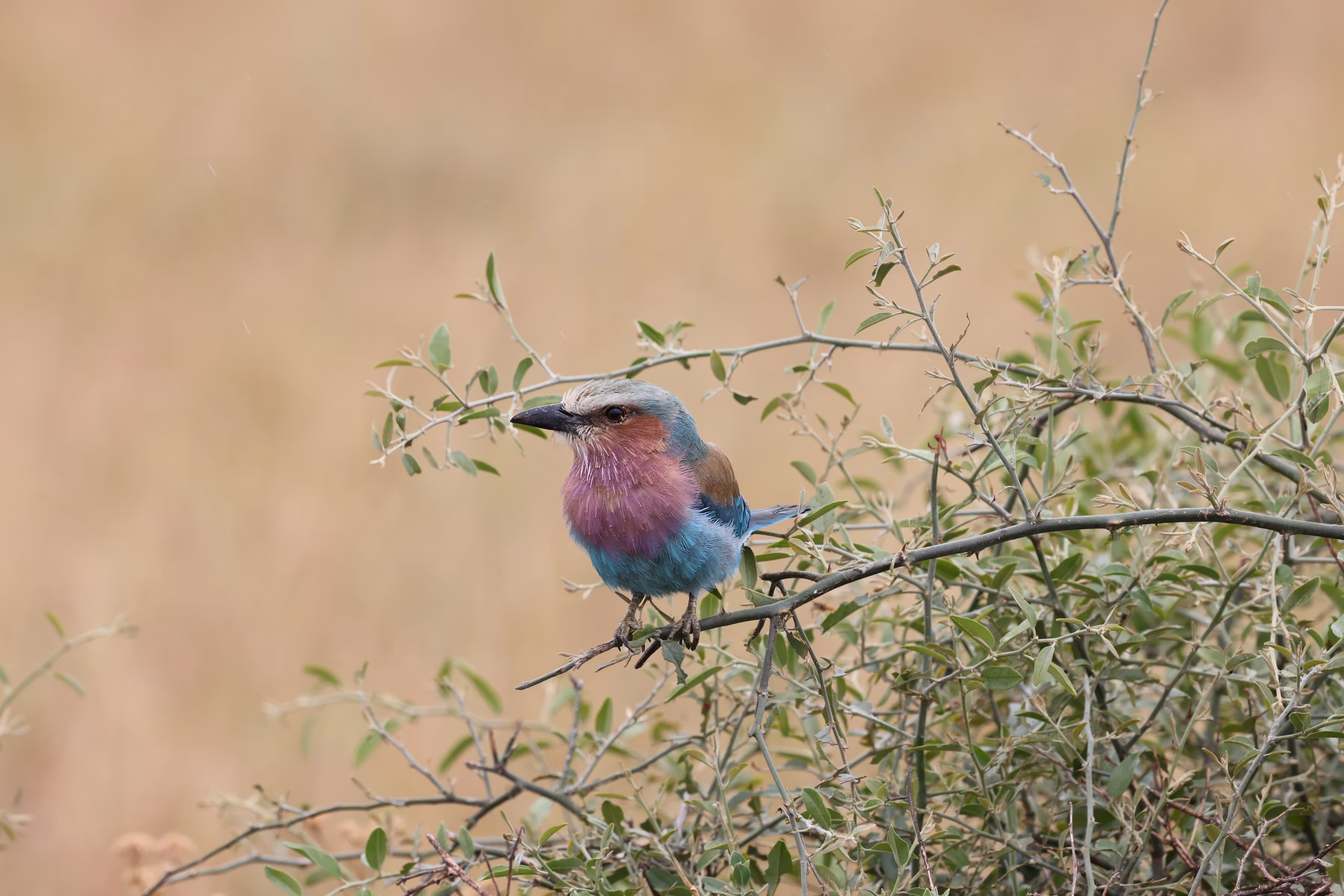 Lilac Breasted Roller