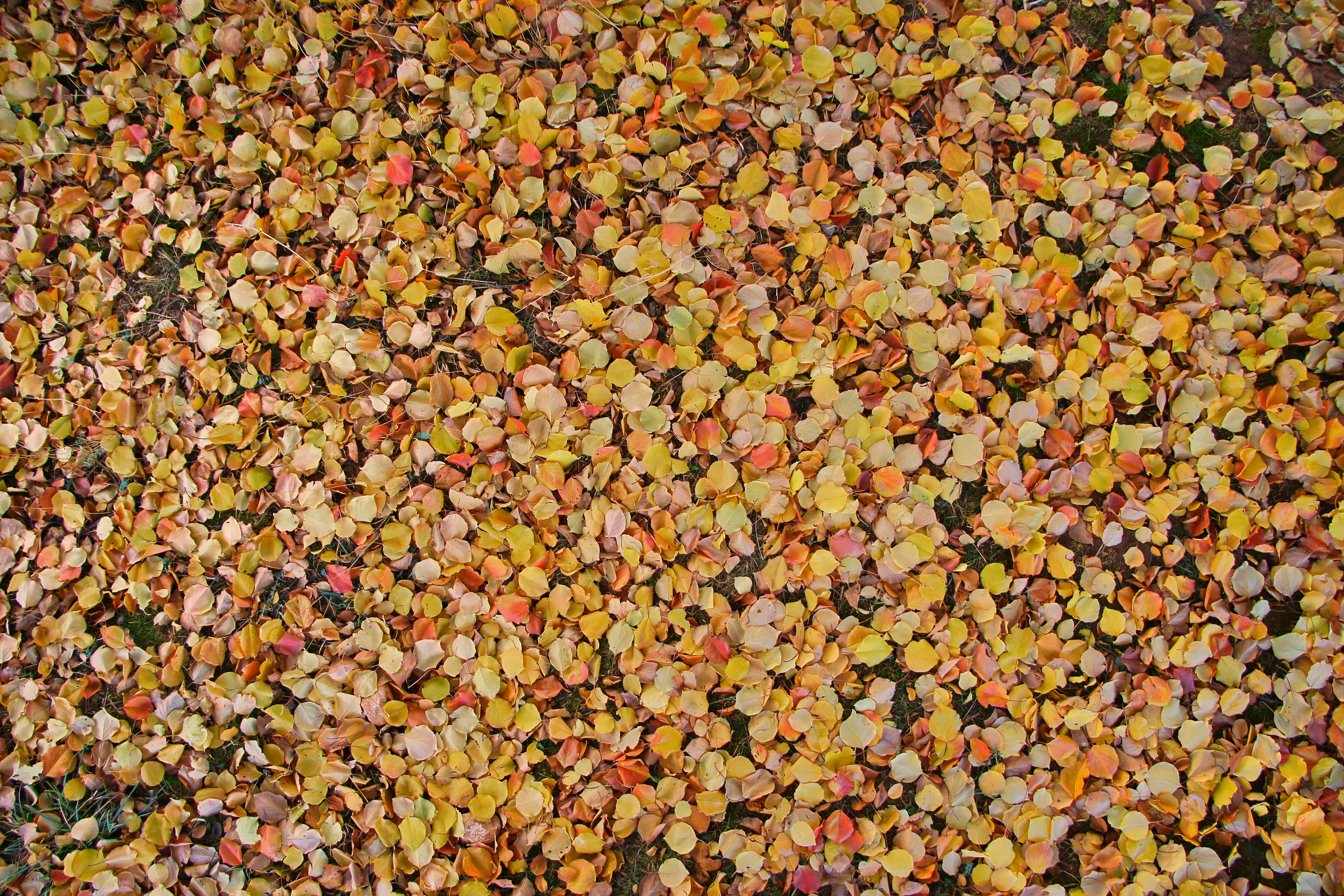 Golden leaves