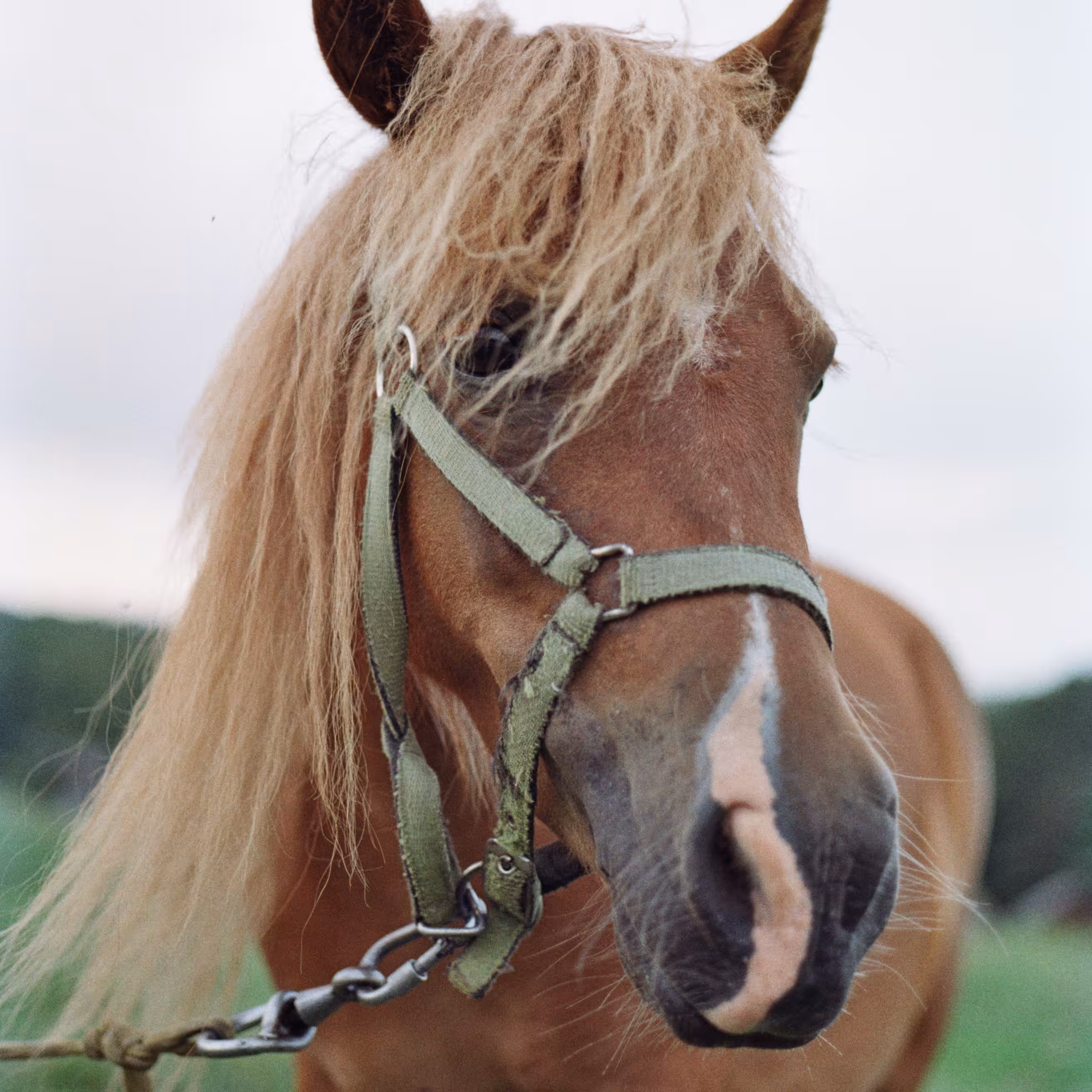 myhorses #1