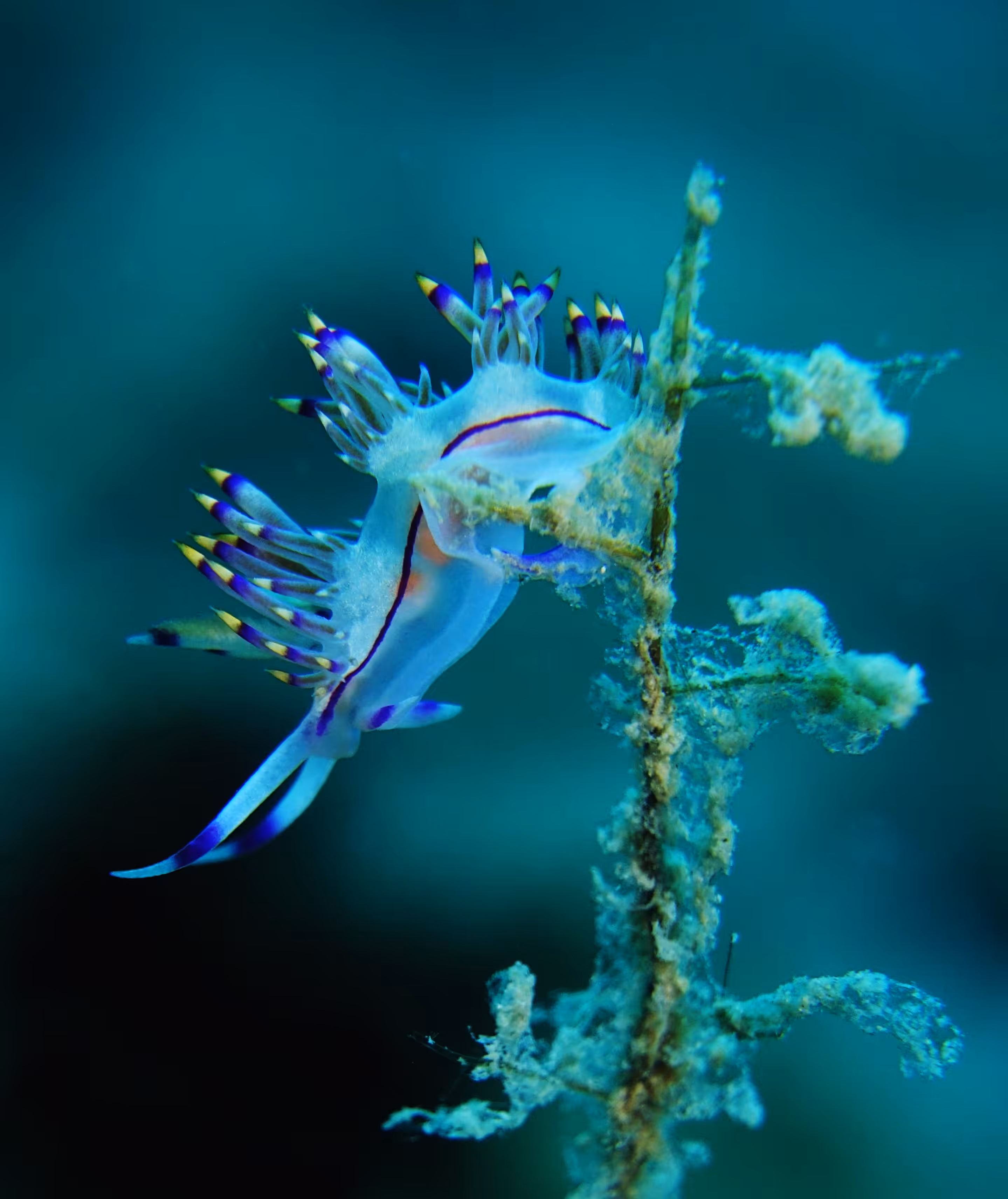 Nudibranch_series_01