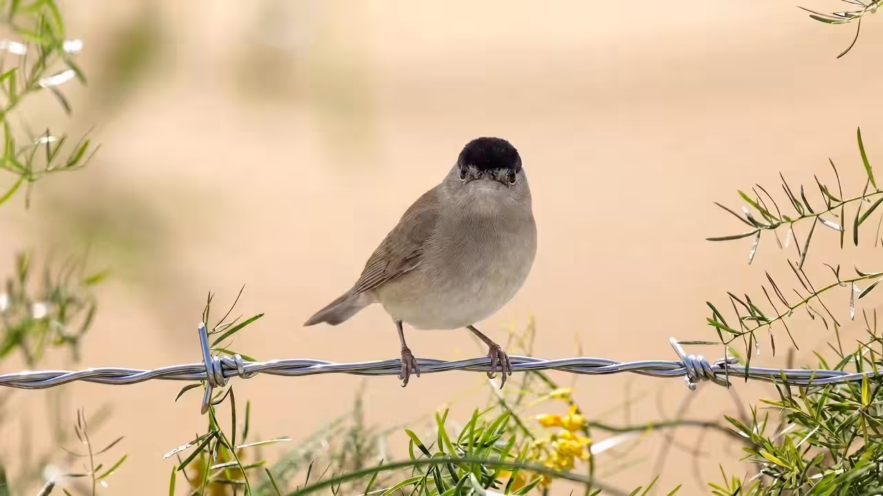 Birds Observations: Inky, In the Tangle