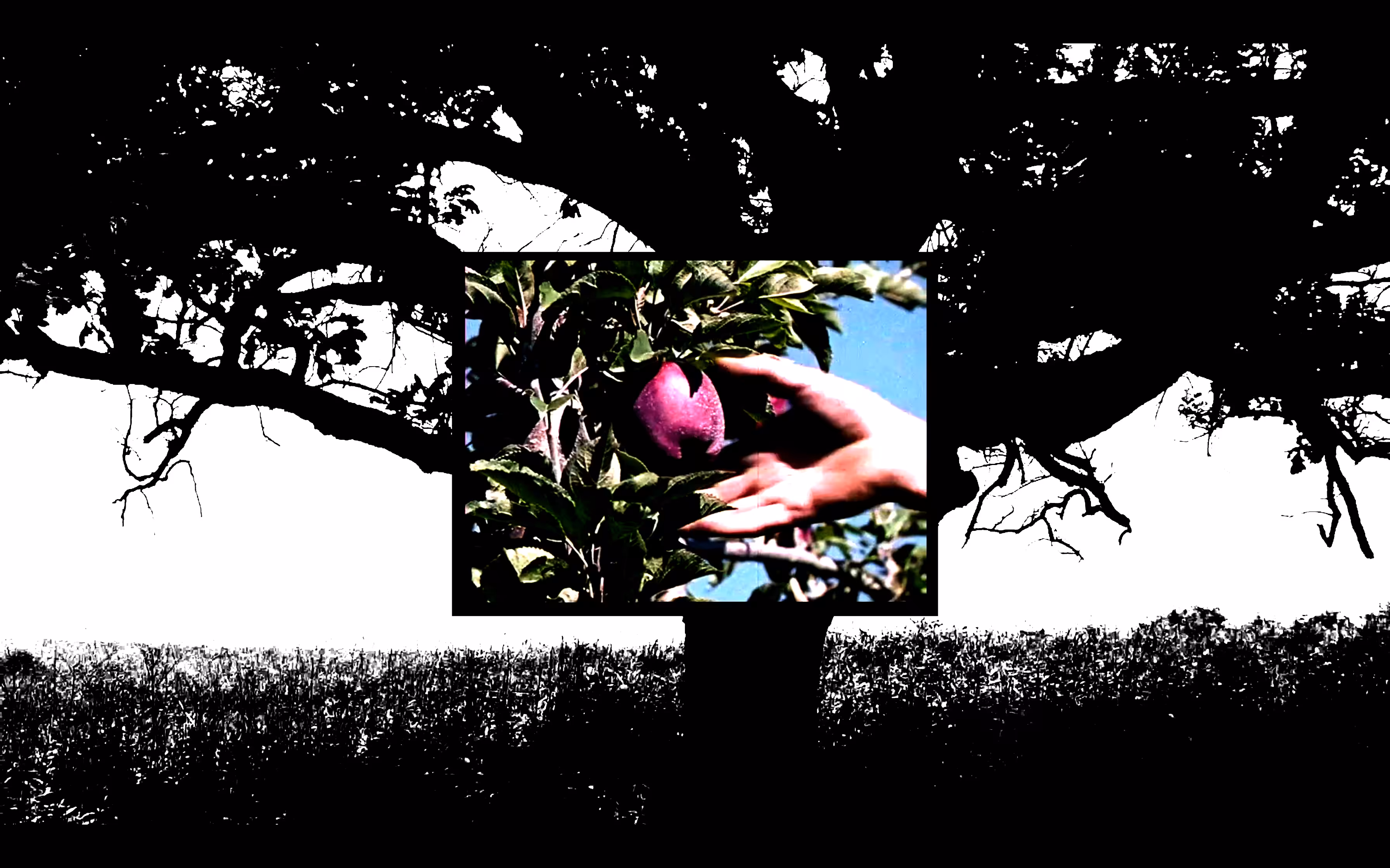 TheCowgirl pix an'Apple