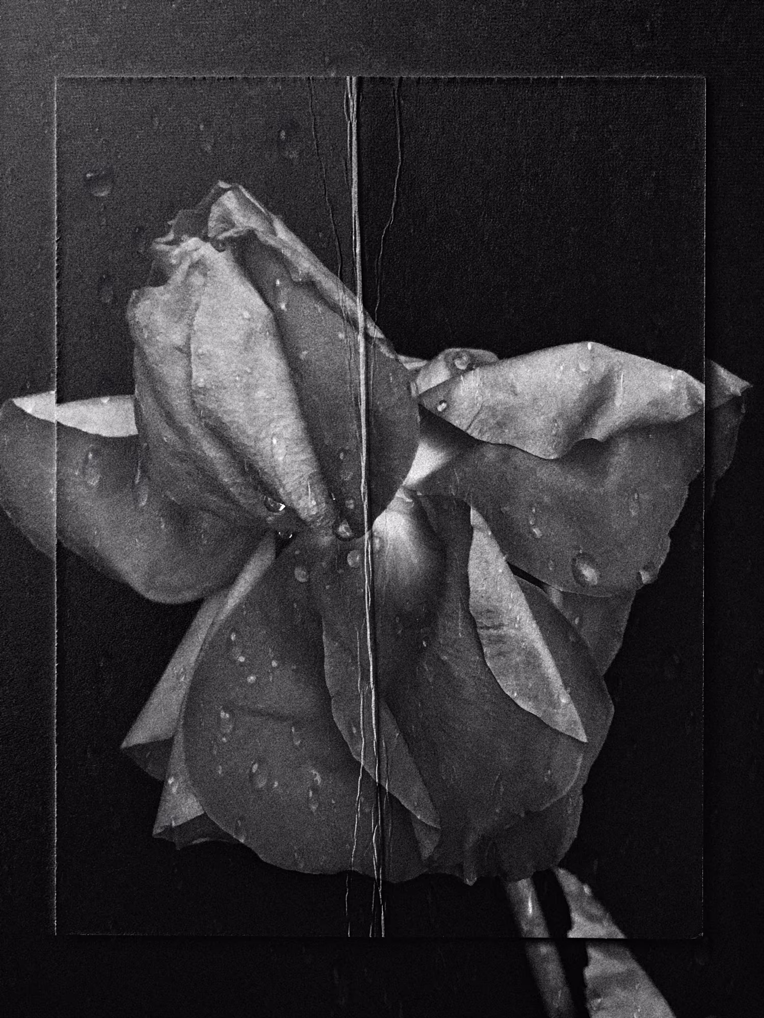 la fleur