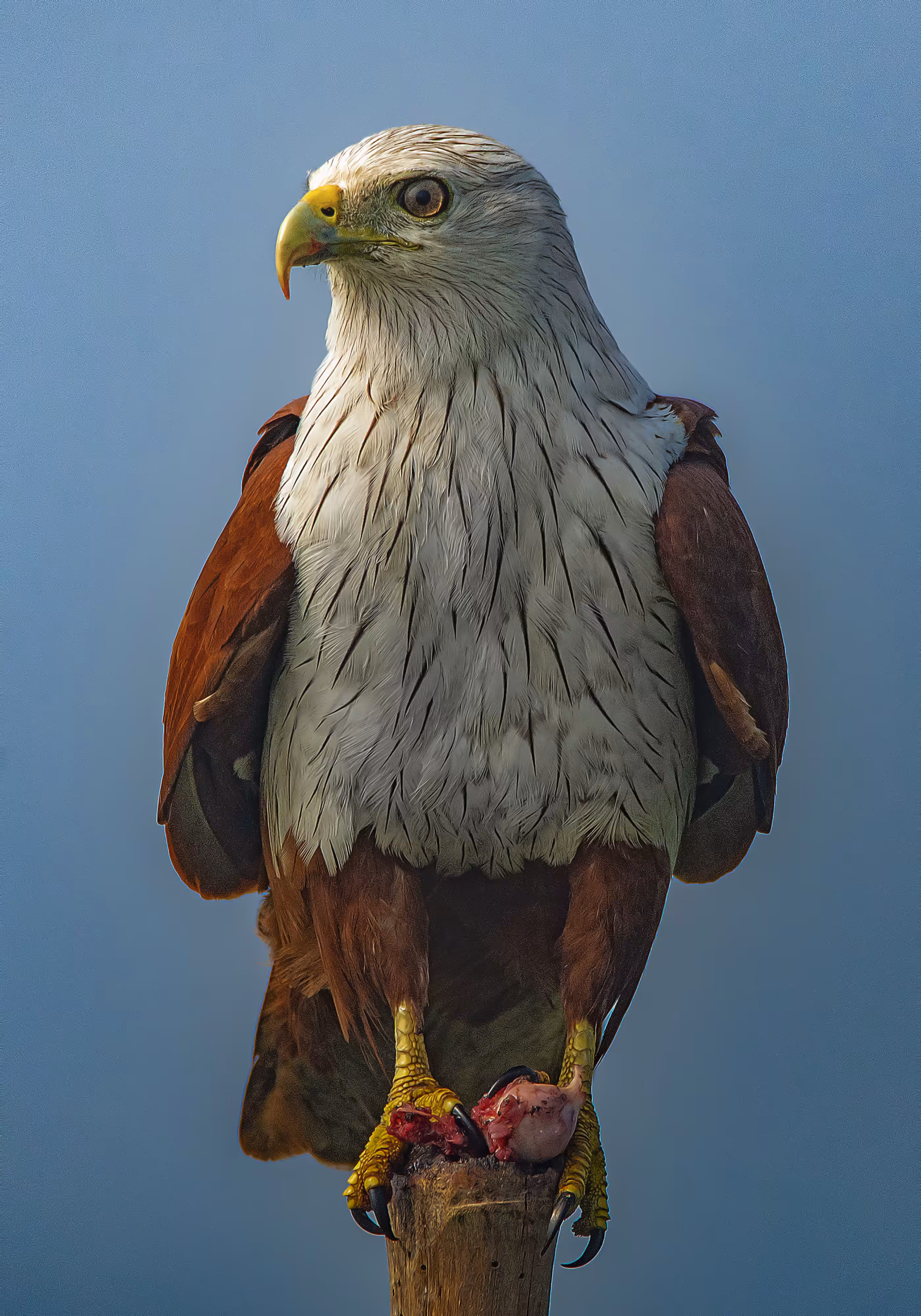 Brahminy Kite