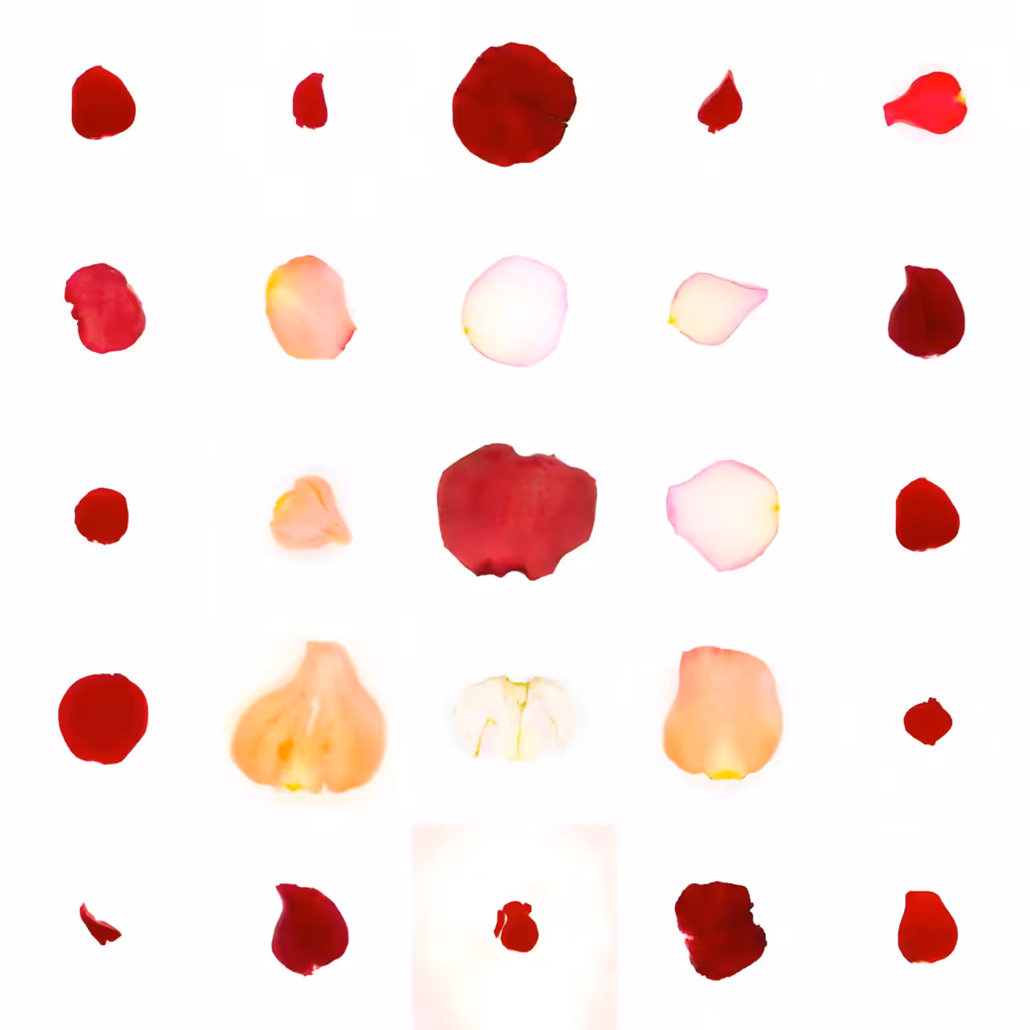 Infinite Petals 5x5#20170