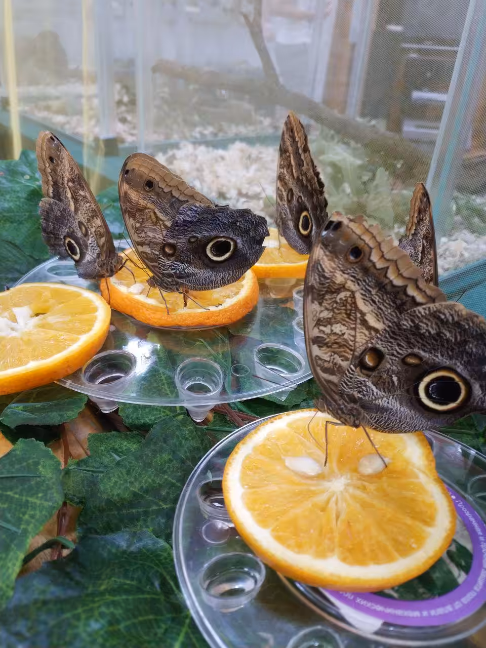 Breakfast of butterflies