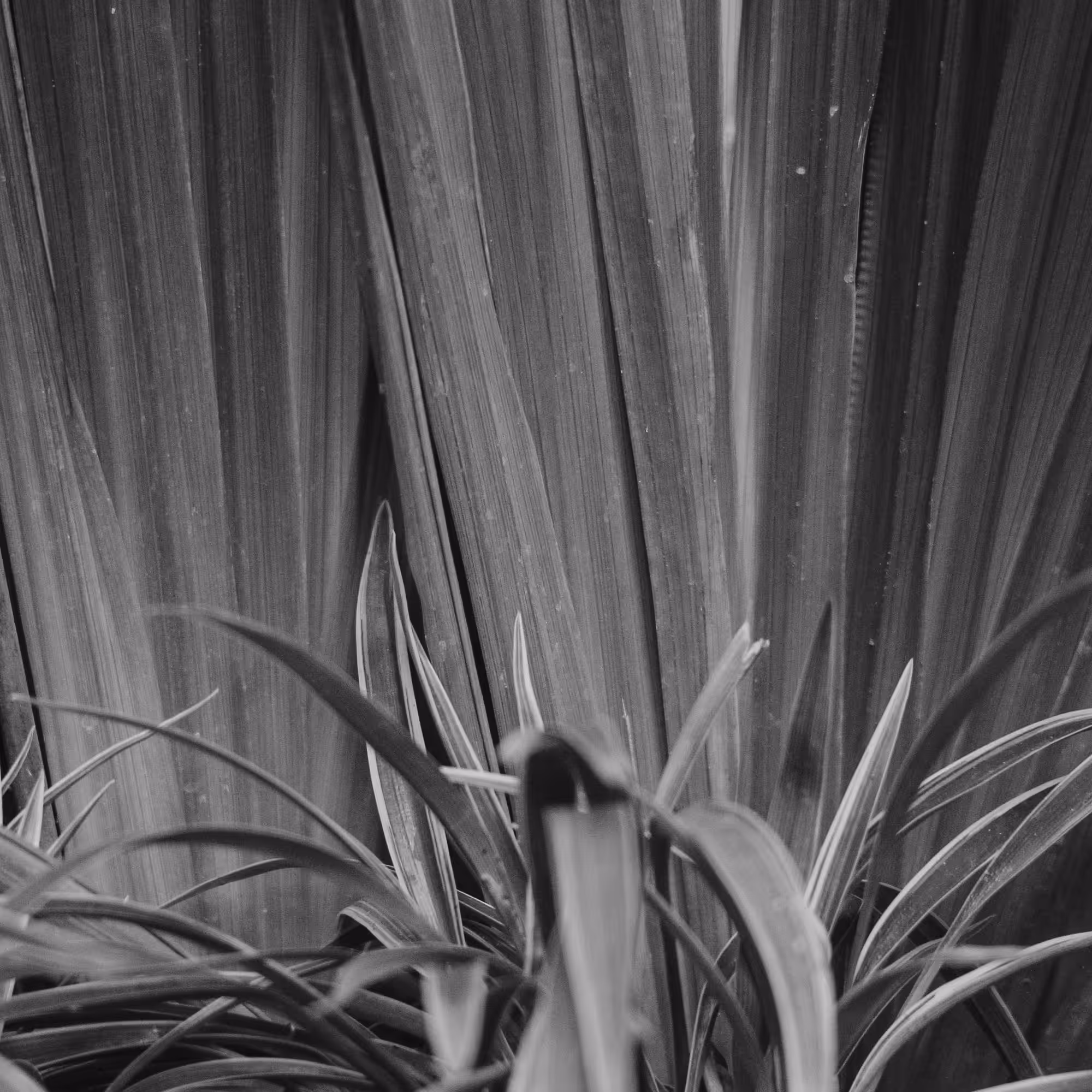 grass