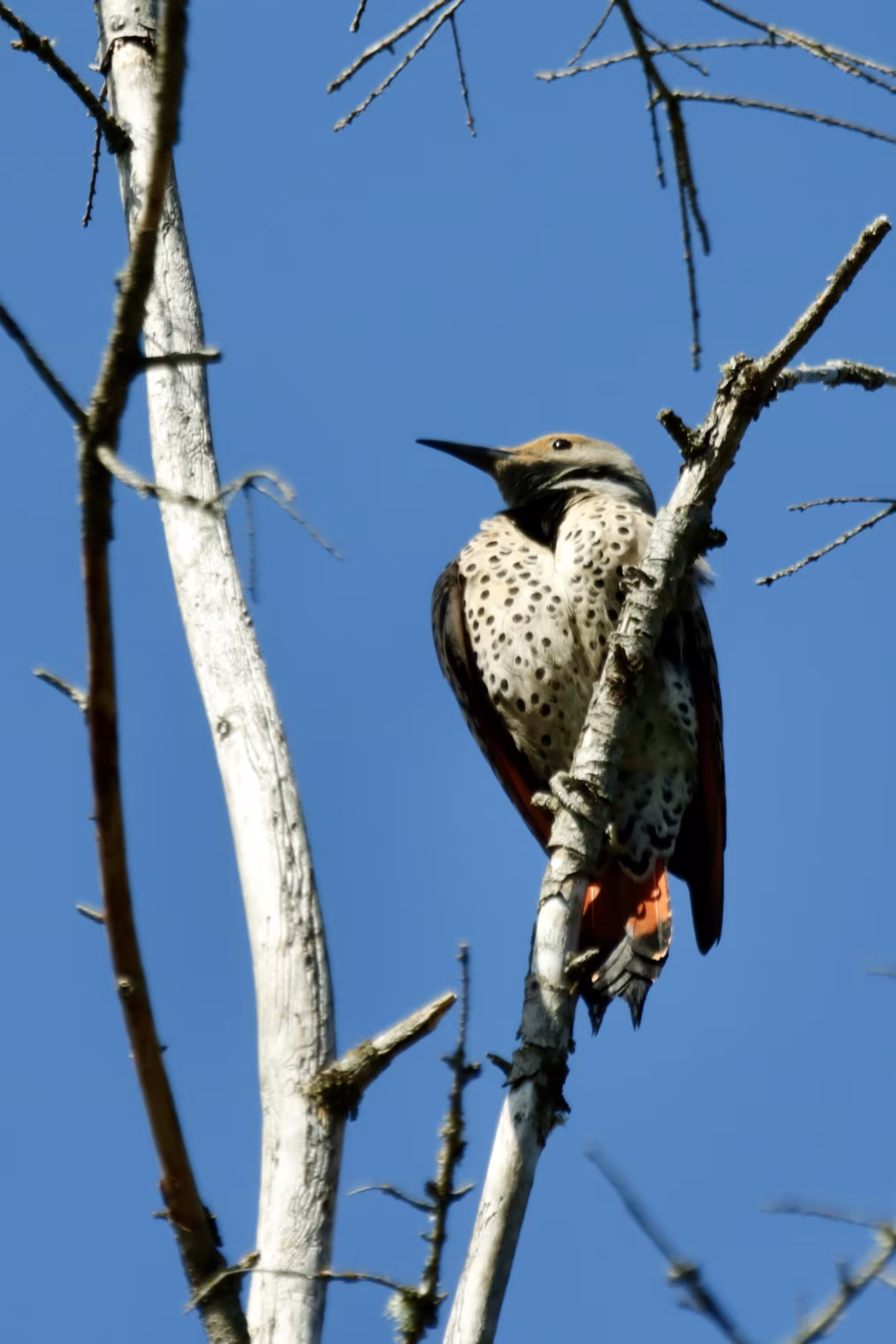 Female Flicker