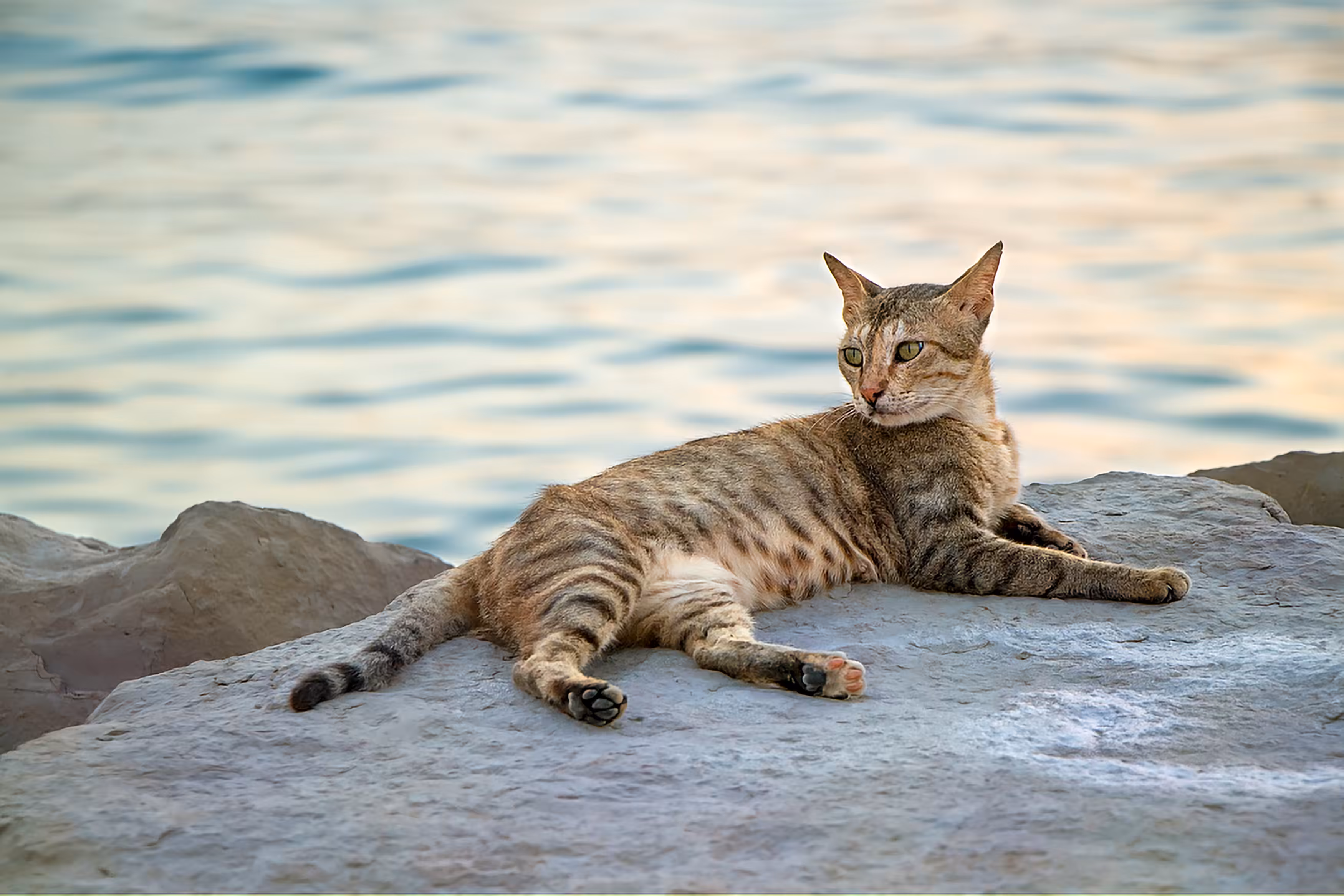 Cats: Cat 1