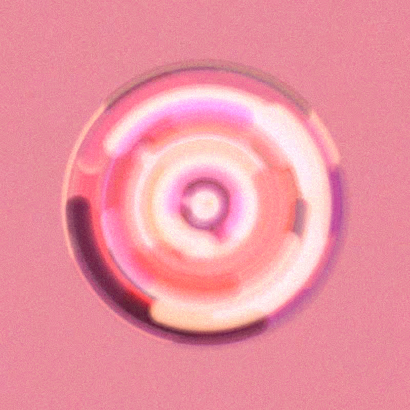 Wisp #601
