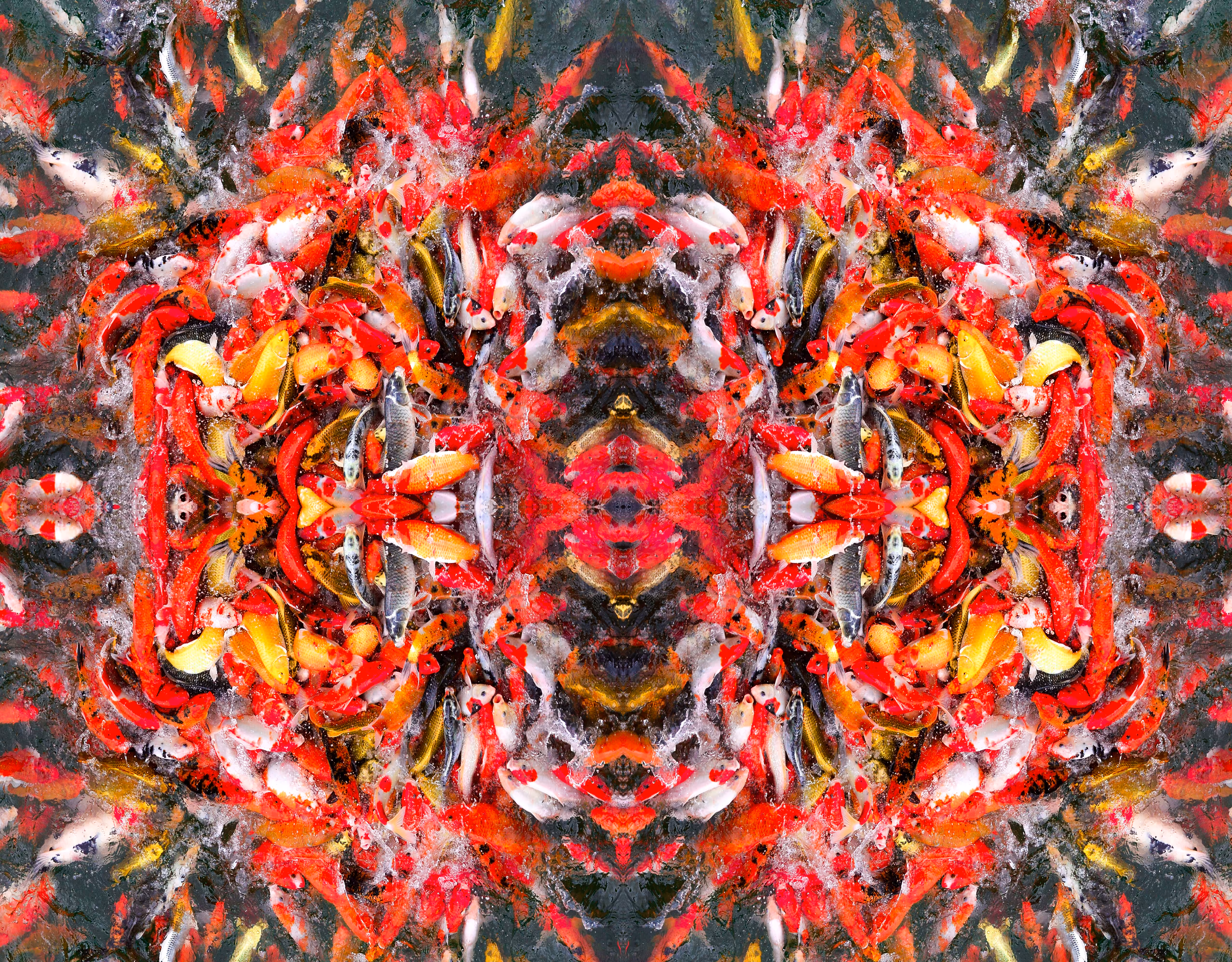 𝗔𝗯𝘀𝘁𝗿𝗮𝗰𝘁 Koi Carp Fish - Symetry Art
