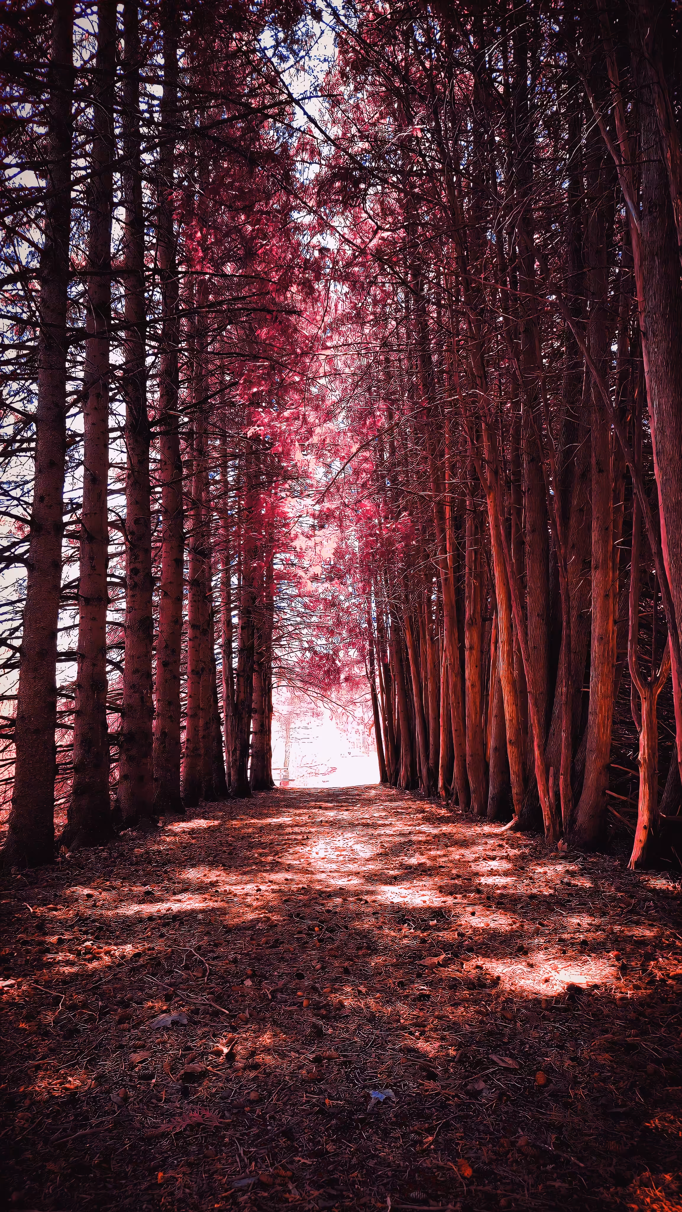 The Pink Path