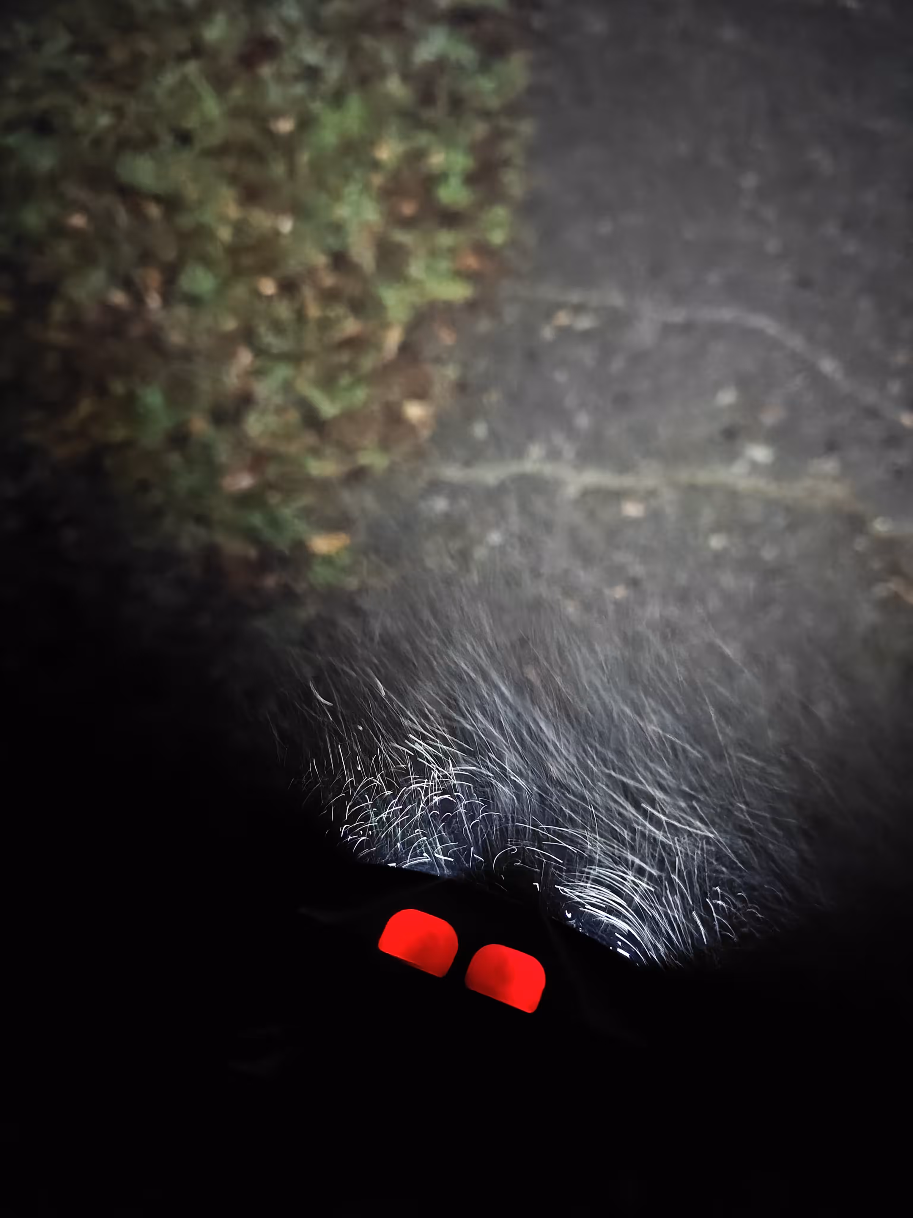 Nocturnal creature. Another one