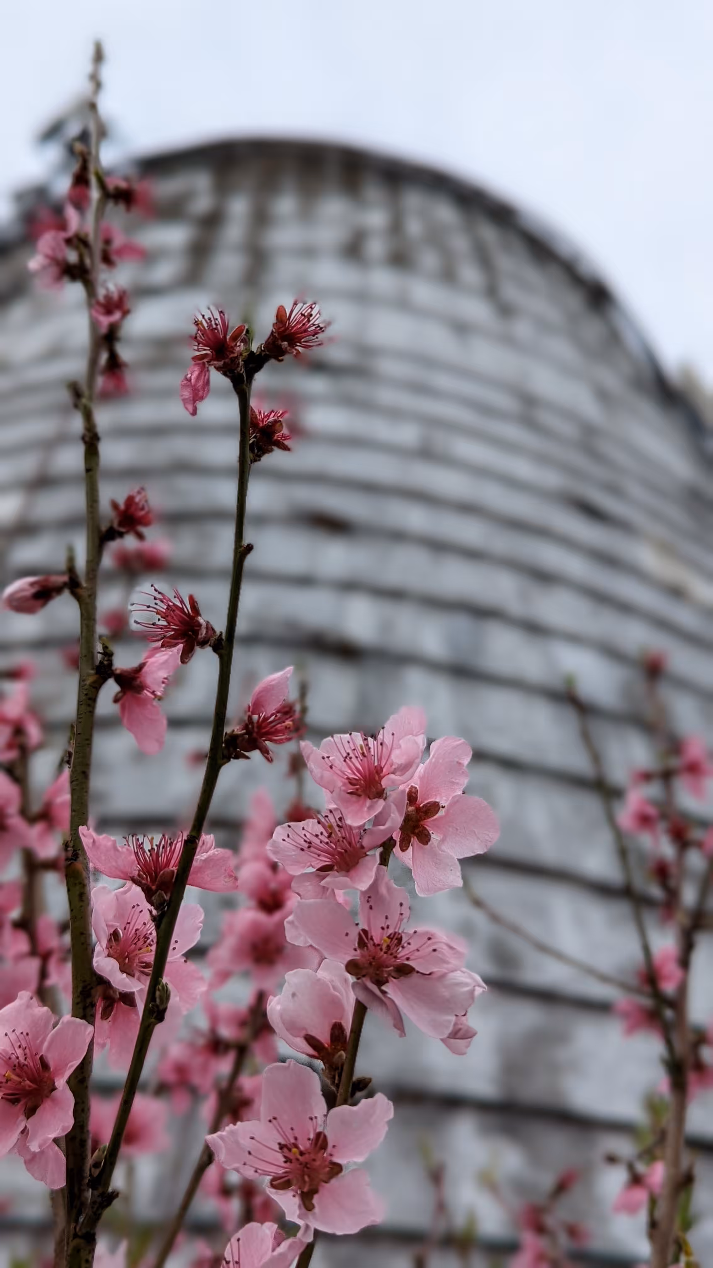 Cherry Blossom 