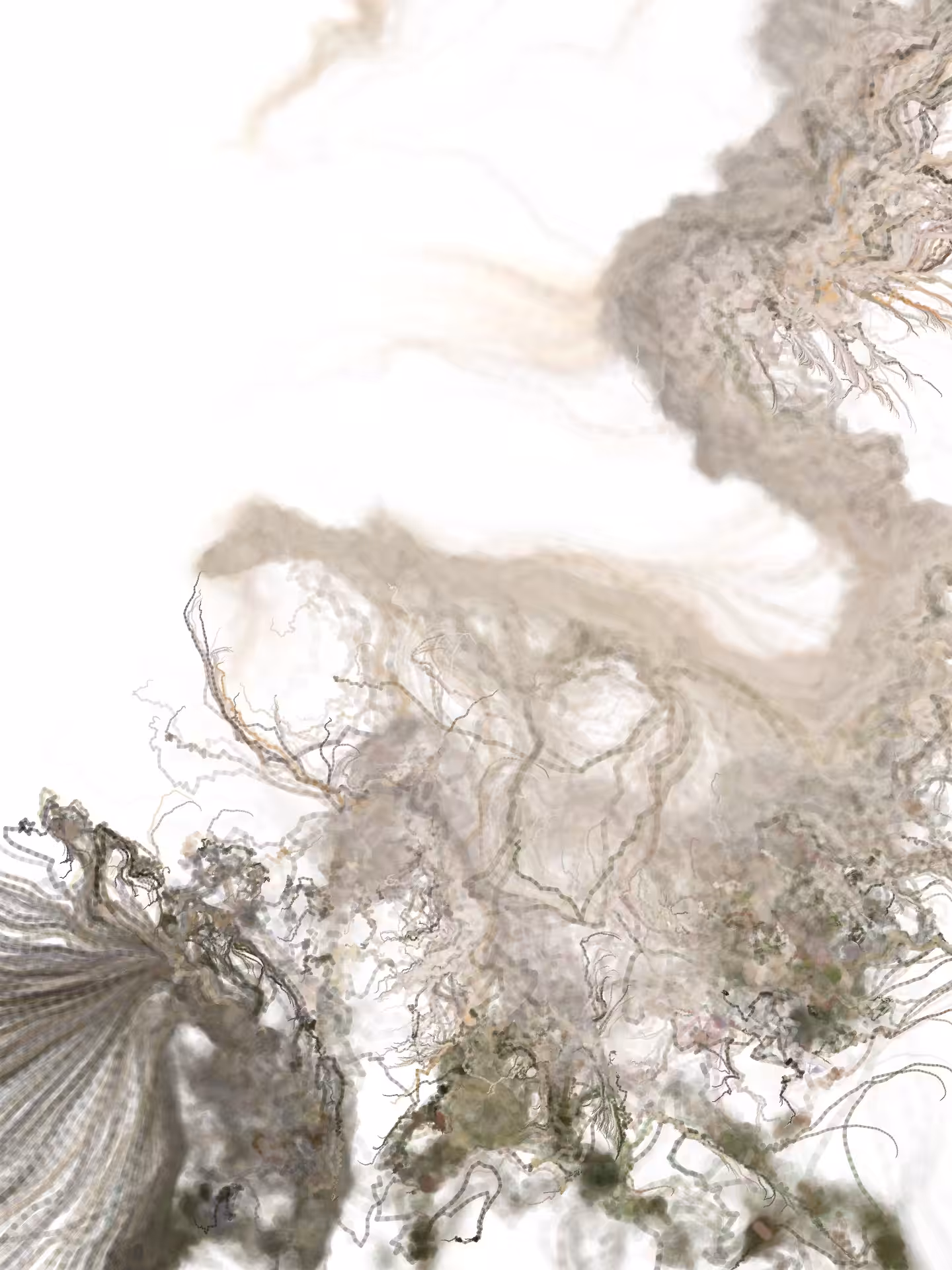 Radicularia 04