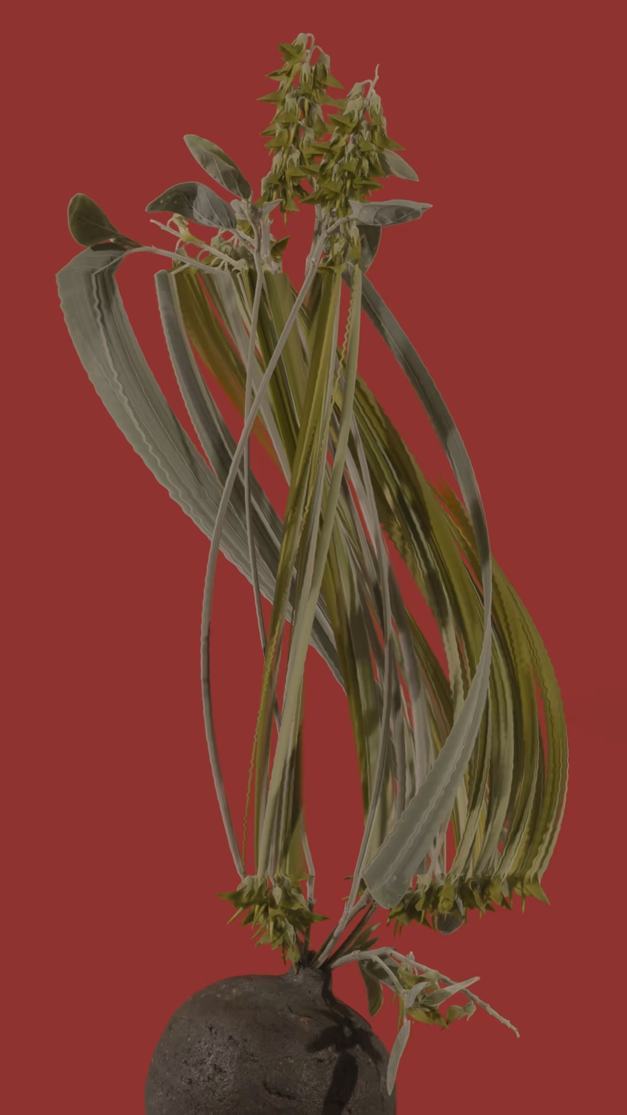 Regal Birdflower, still 
