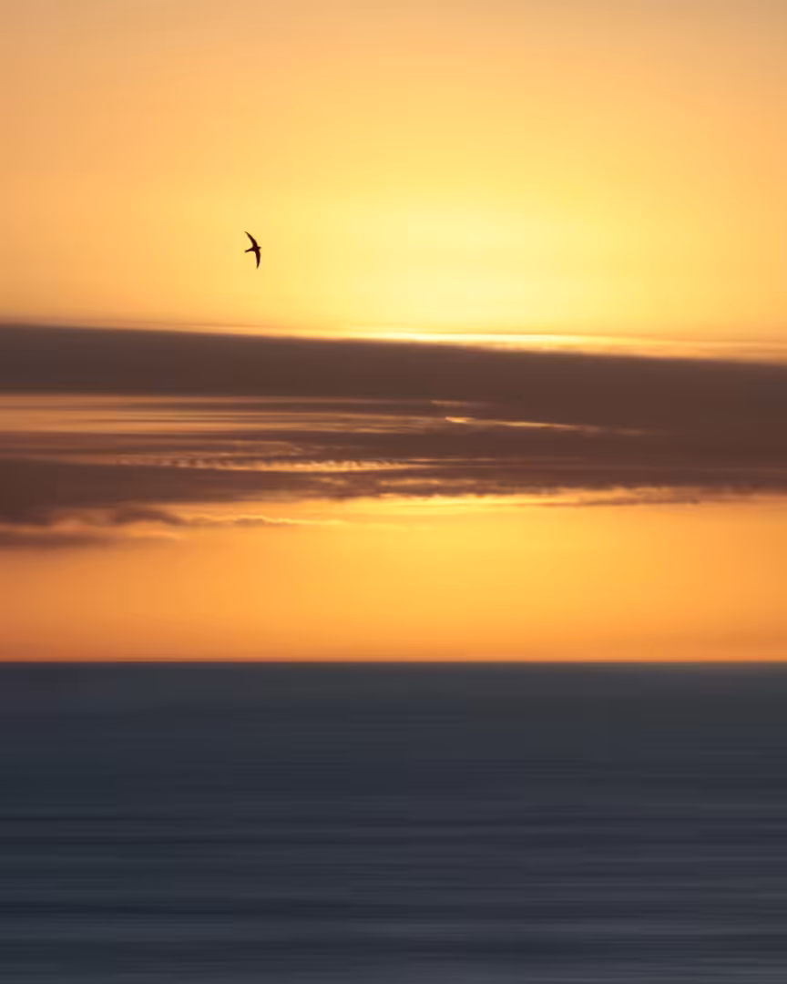 Sunset Love - Collector's Edition