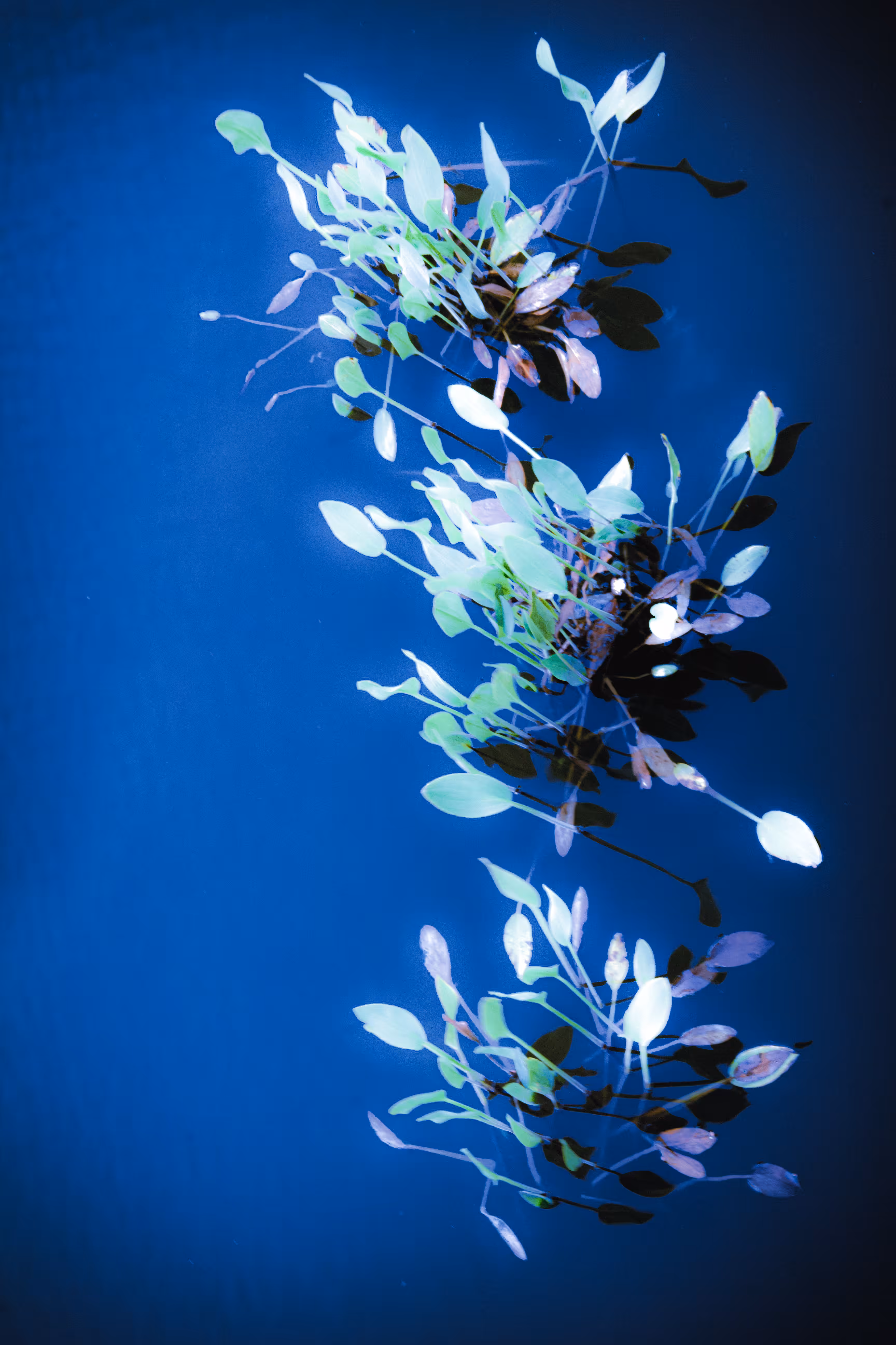 Blue Reverie