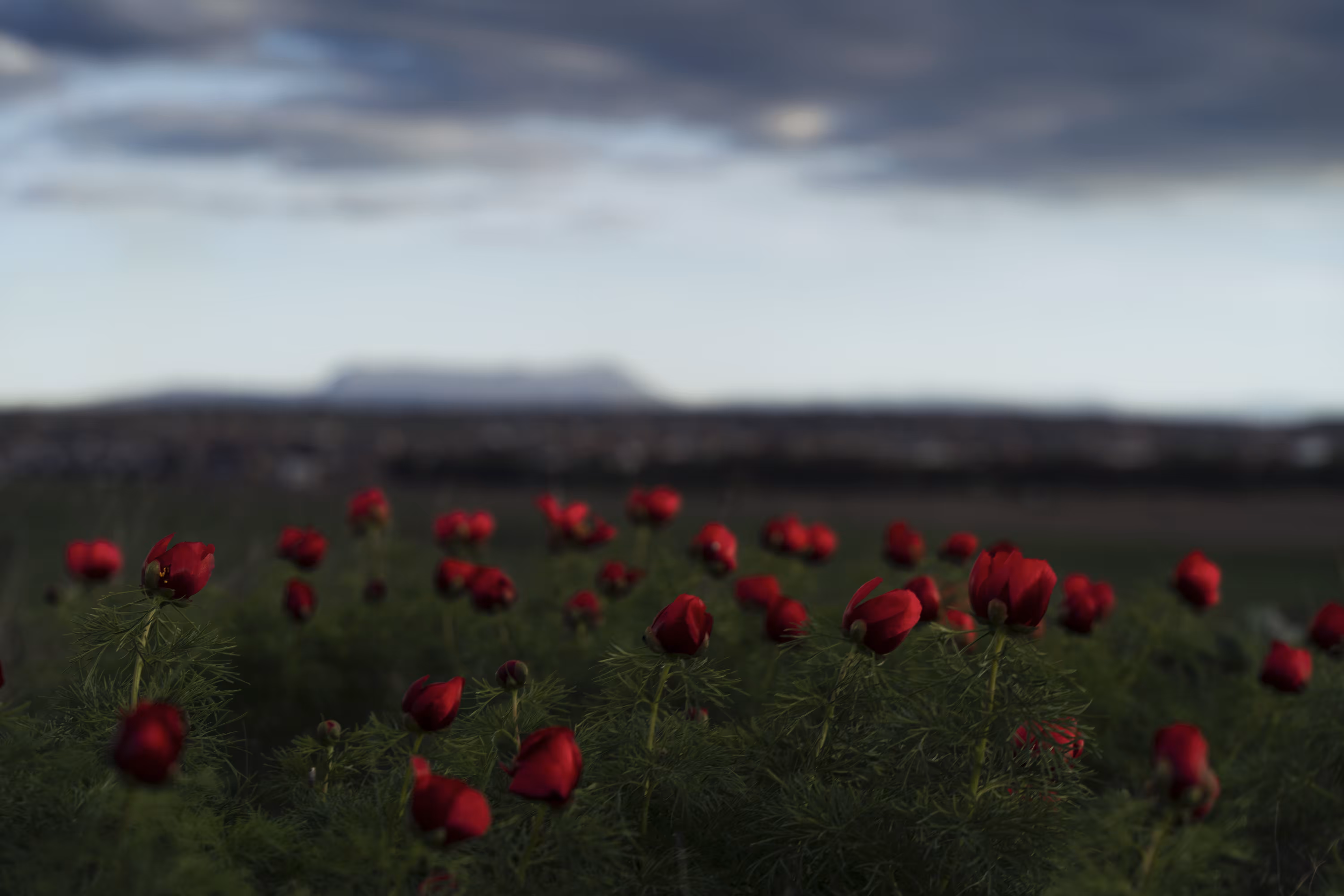 Twilight