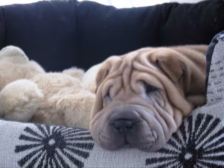 In Memory of a Dog