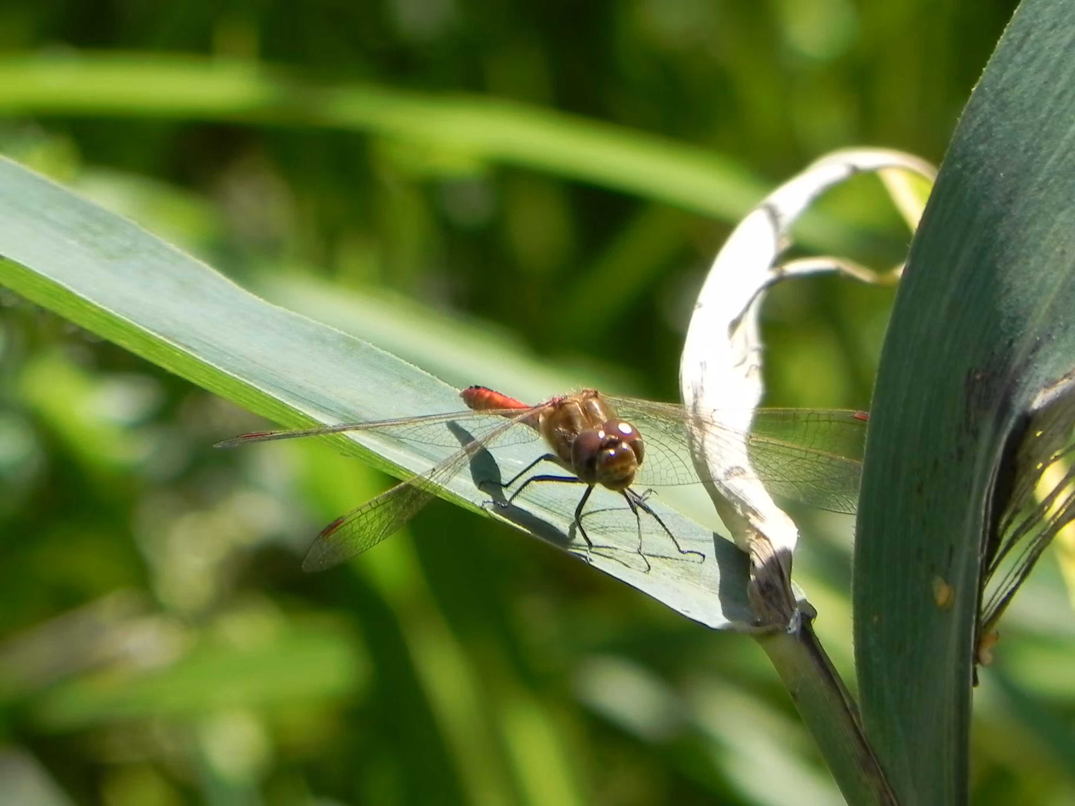 Dragonfly